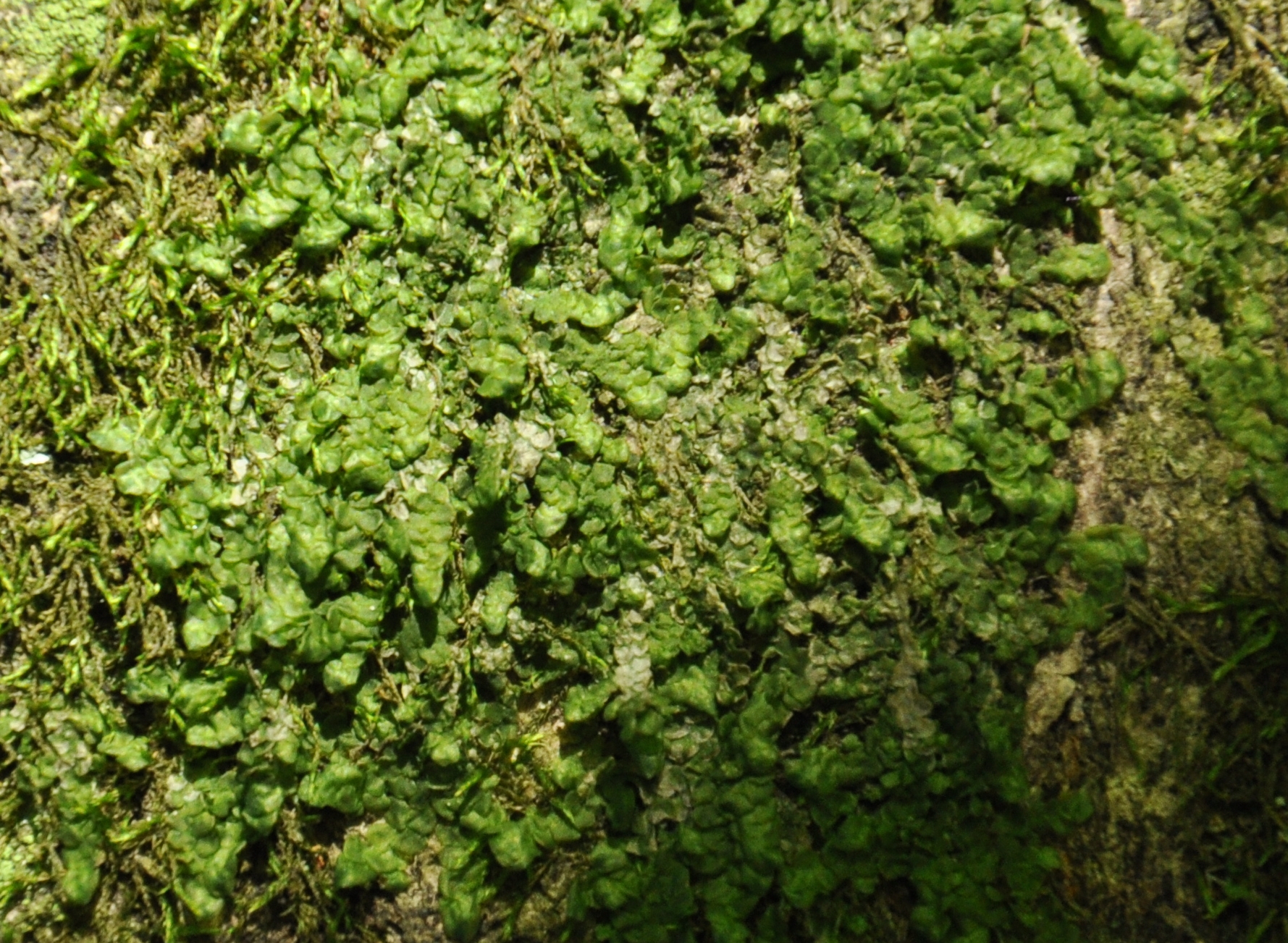 09082013211555 1274 art 1159 radula complanata dsc 0211