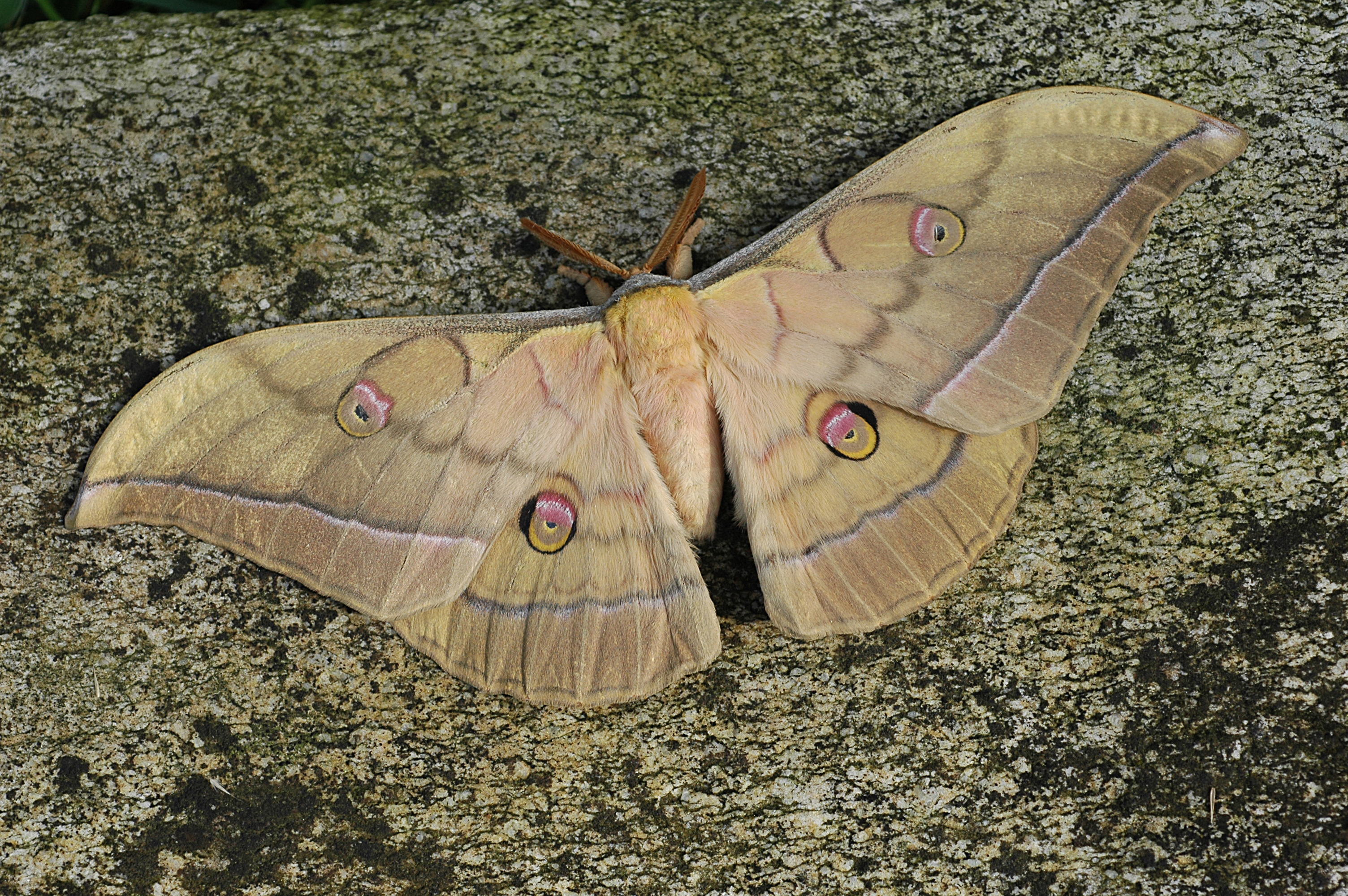 09092013174946 2031 art 286 ant yamamai 28a