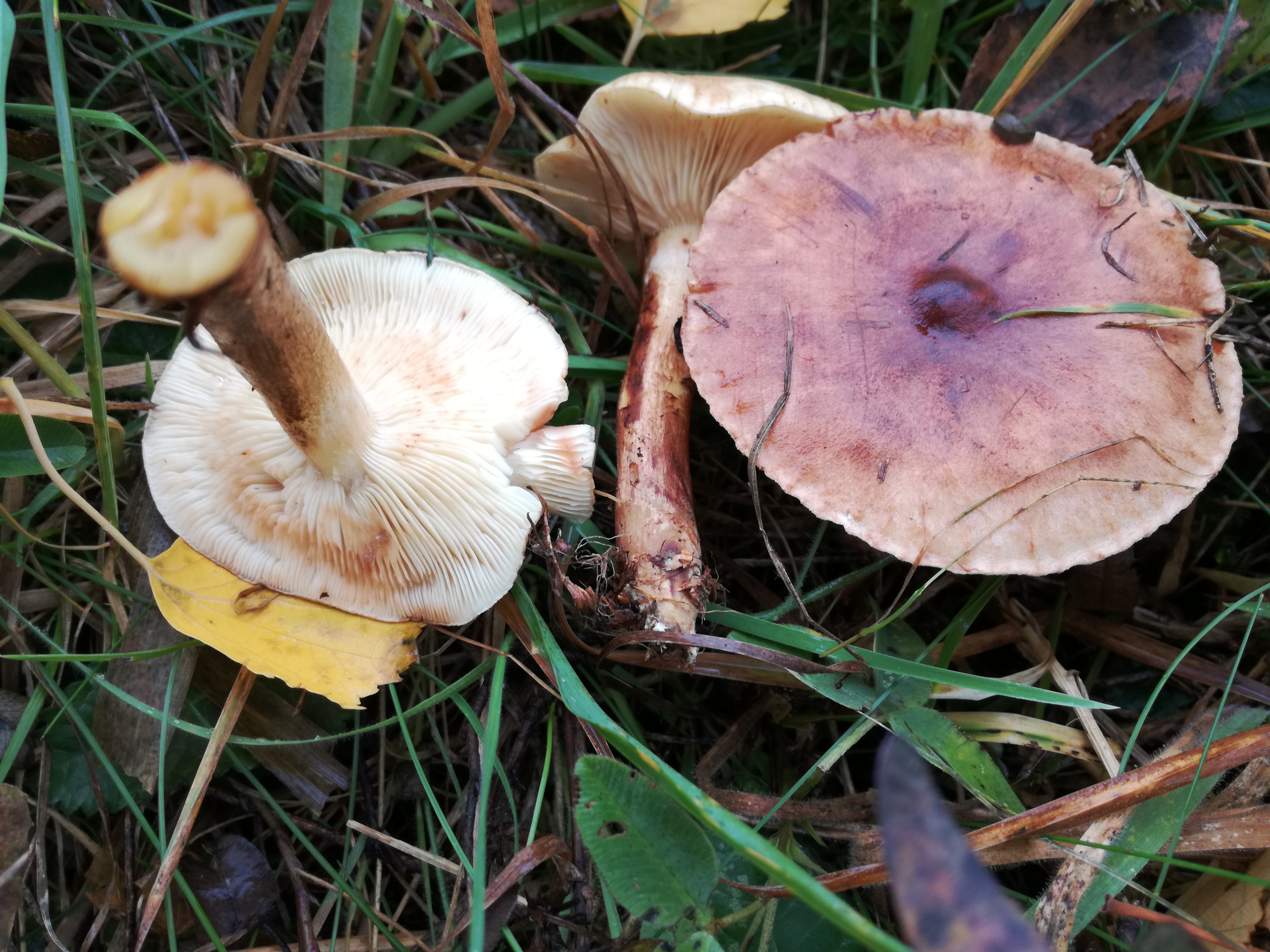 09112017144922 3305 art 1879 img 20161021 130225