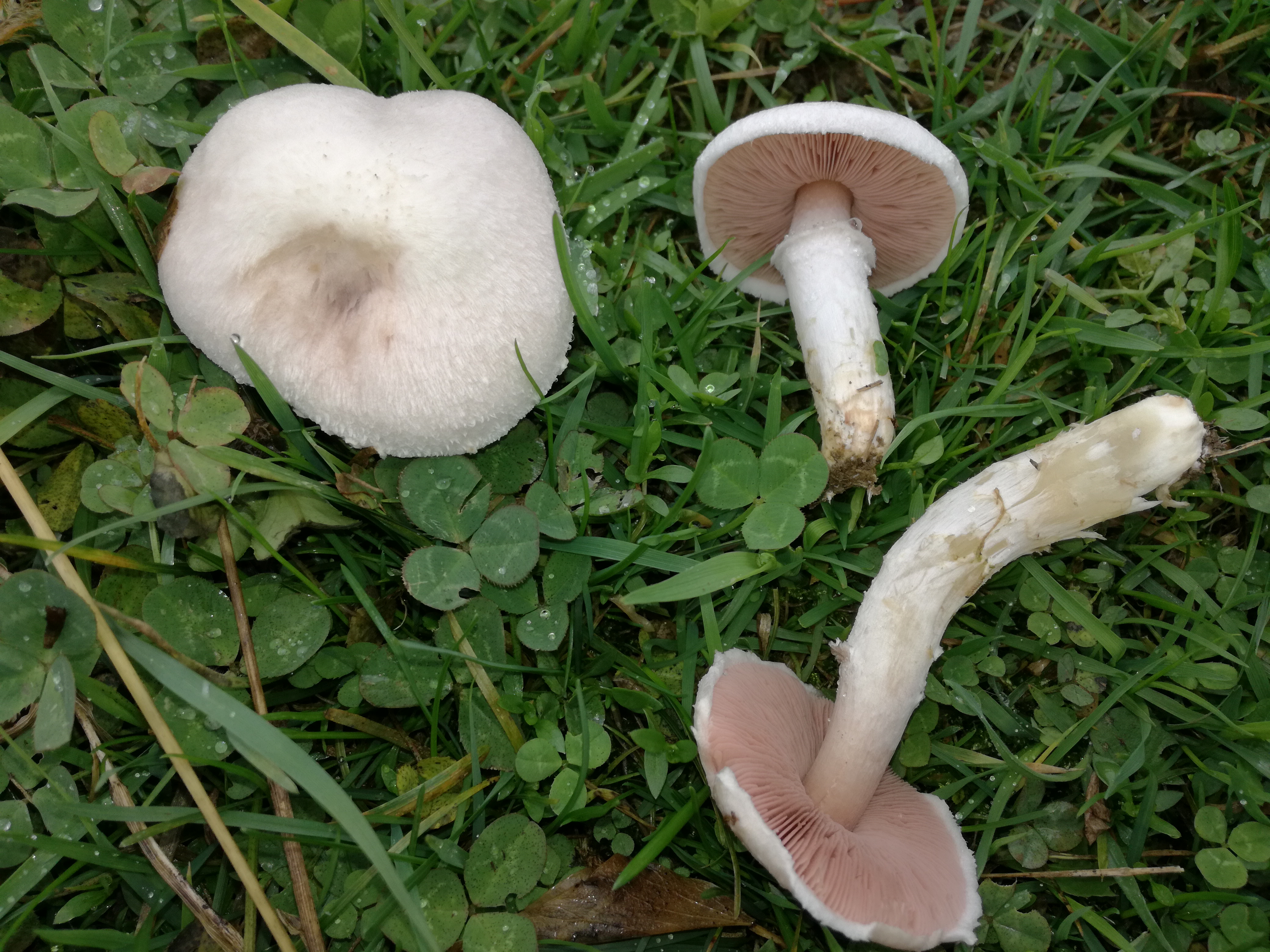 09112017145153 3306 art 1843 img 20161021 130946