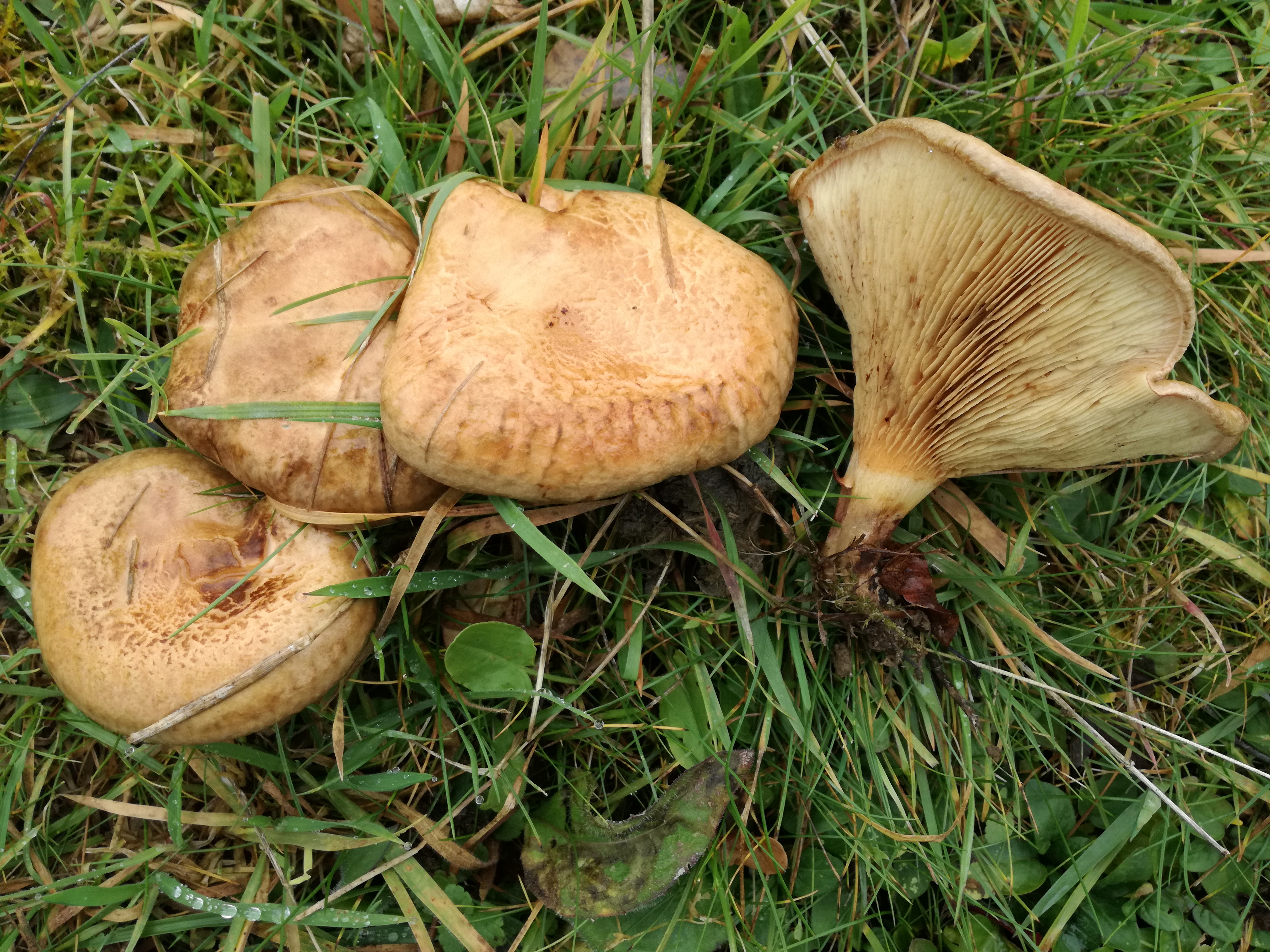 09112017145357 3307 art 728 img 20161021 130432