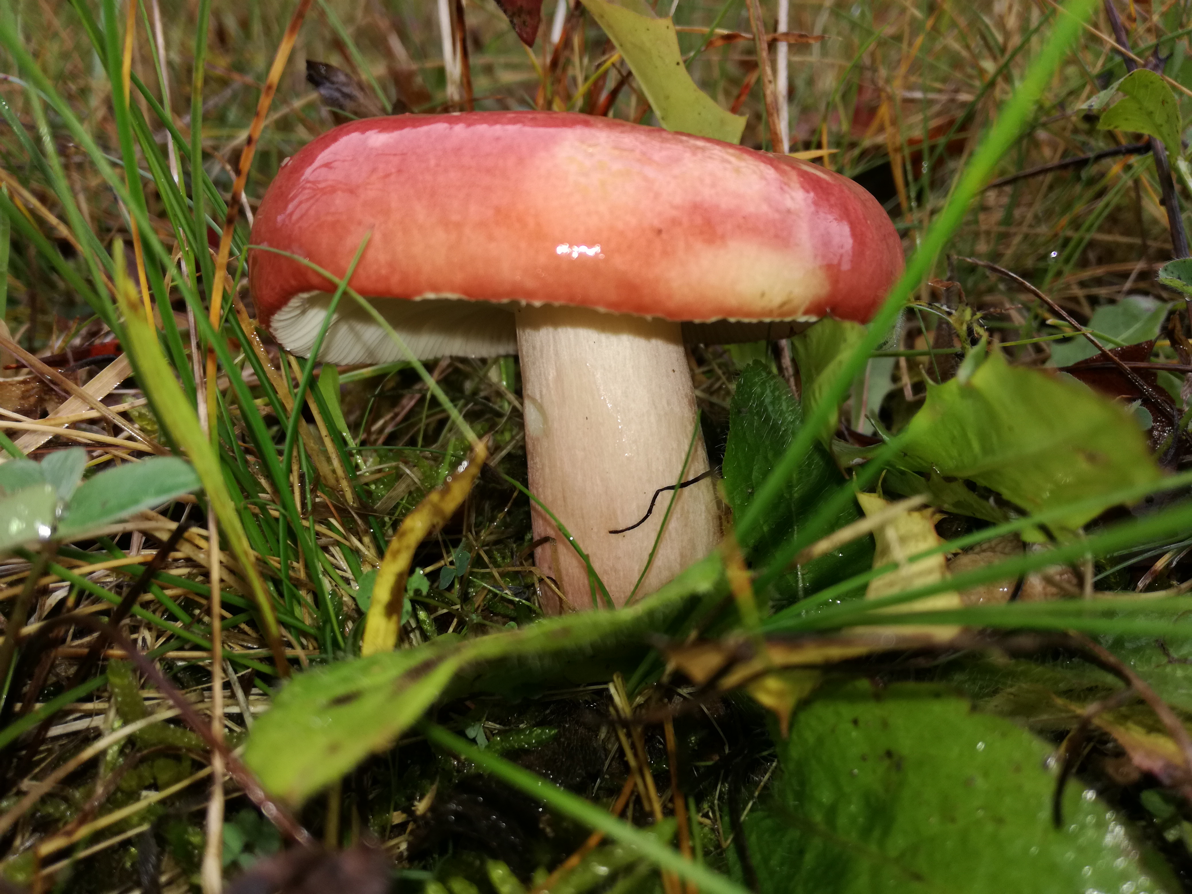 09112017150001 3308 art 226 img 20161020 110051