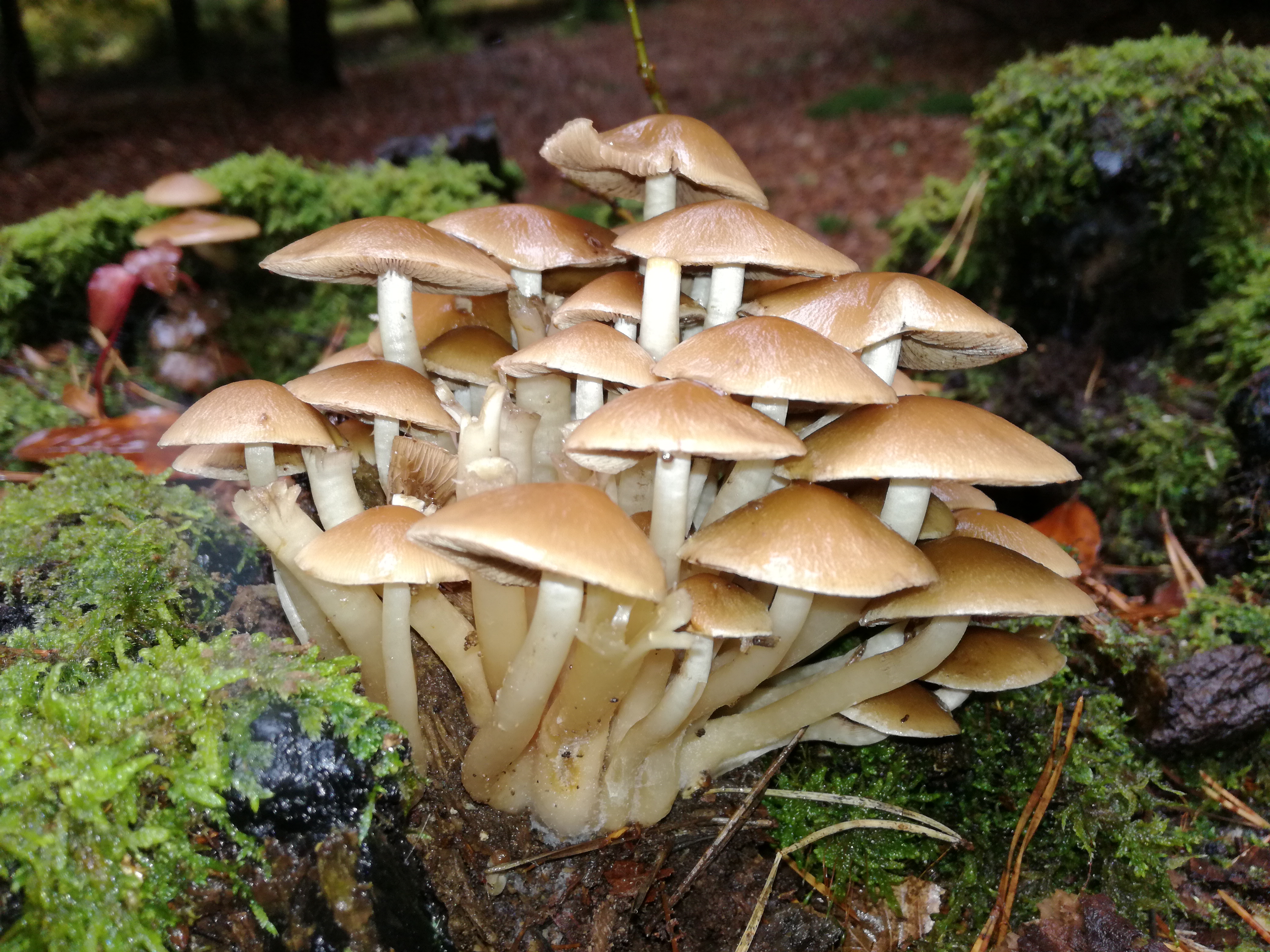 09112017150312 3309 art 1924 img 20161020 114338