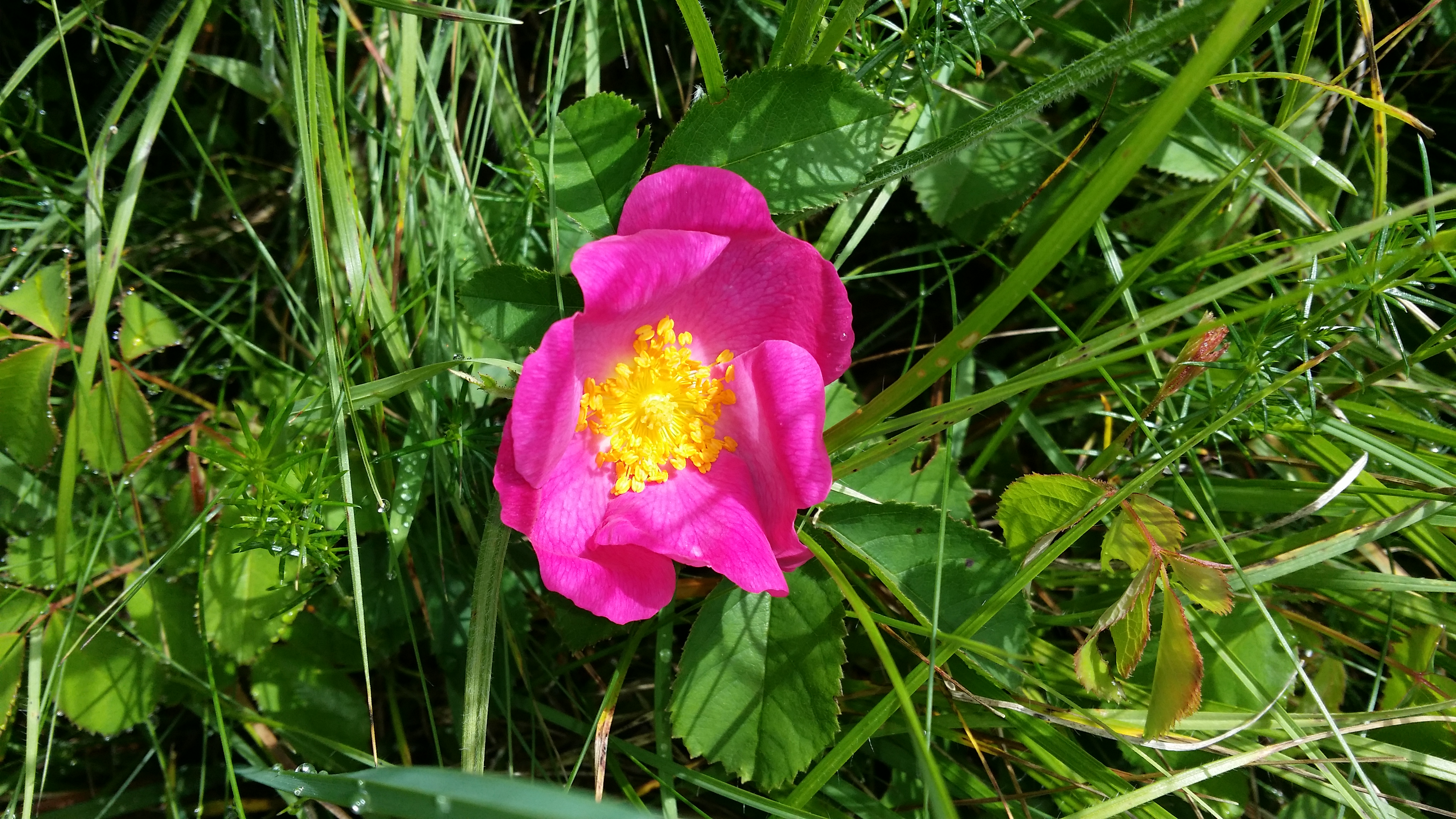 10032018185509 3480 art 2105 20160602 rosa gallica 2