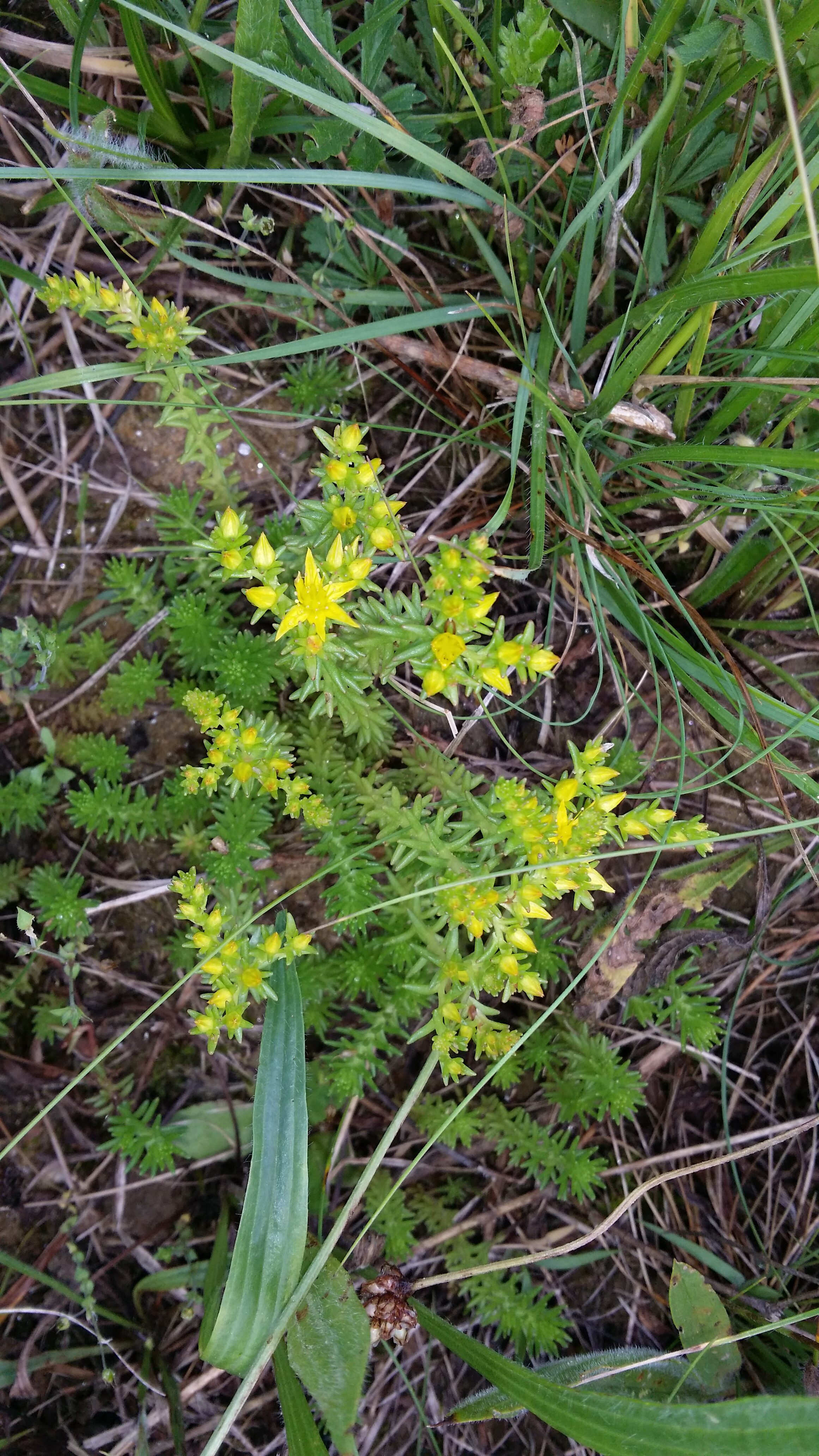 10032018190839 3481 art 548 20160602 sedum sexangulare