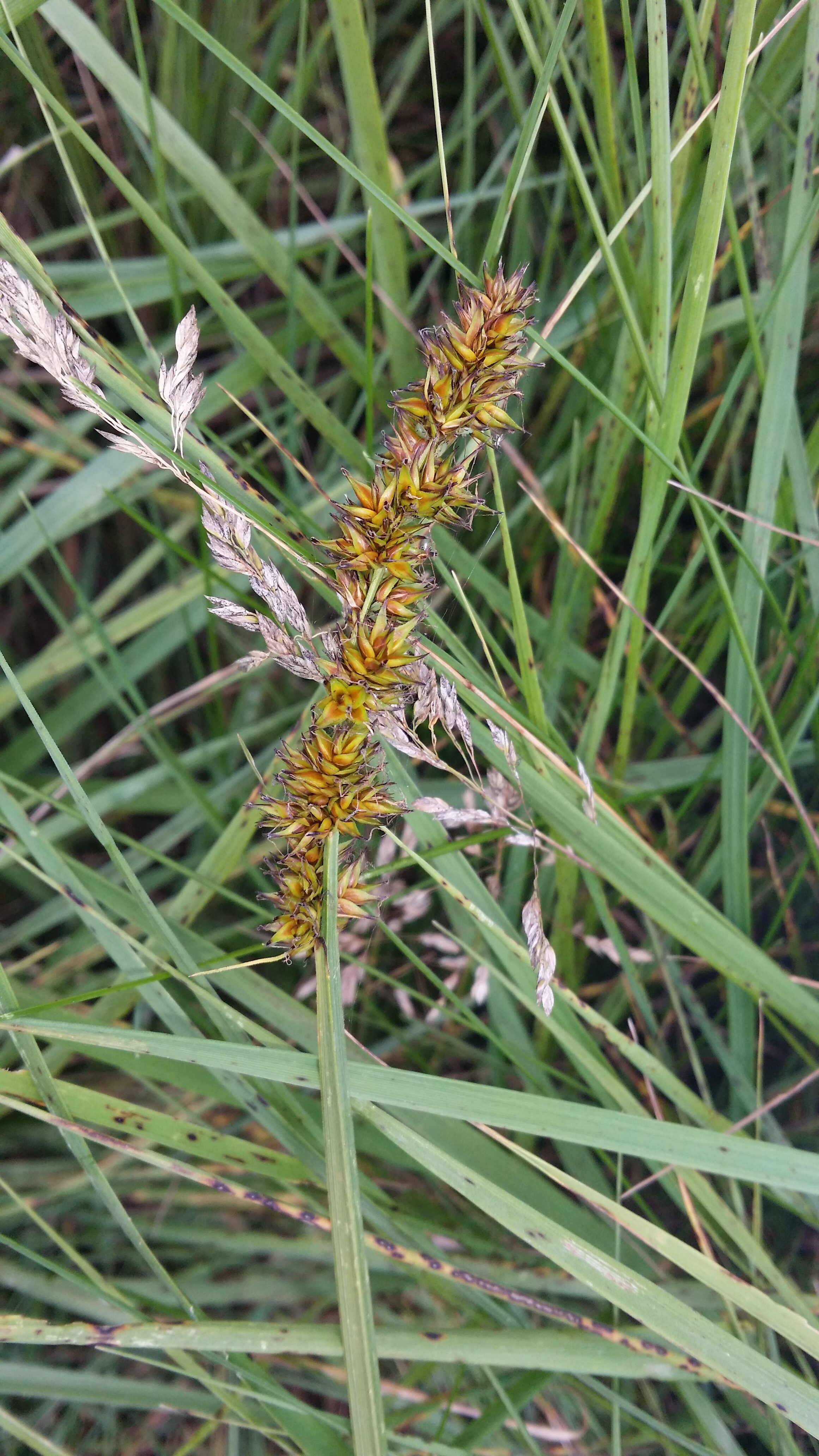 10032018200603 3485 art 2107 20160603 carex vulpina