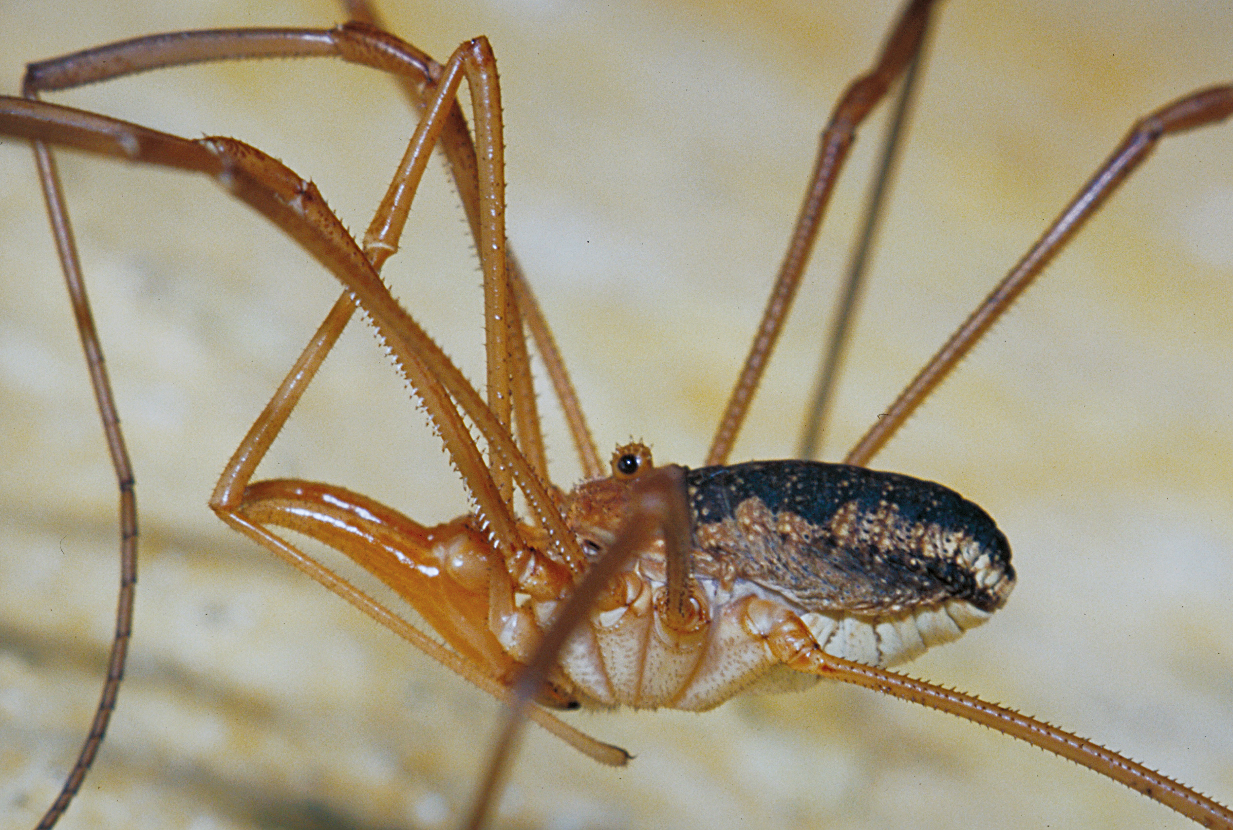 10052013194041 300 art 337 phalangium opilio m walterskirchen 30 7 1998 chko