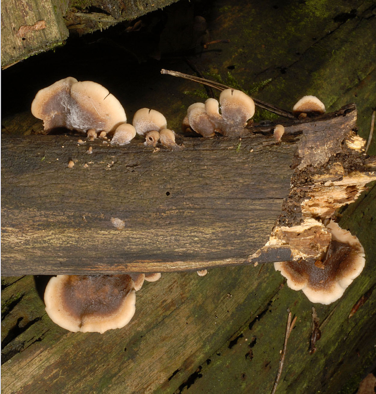 10052013202007 301 art 339 6504 len ursinus e3 kopie