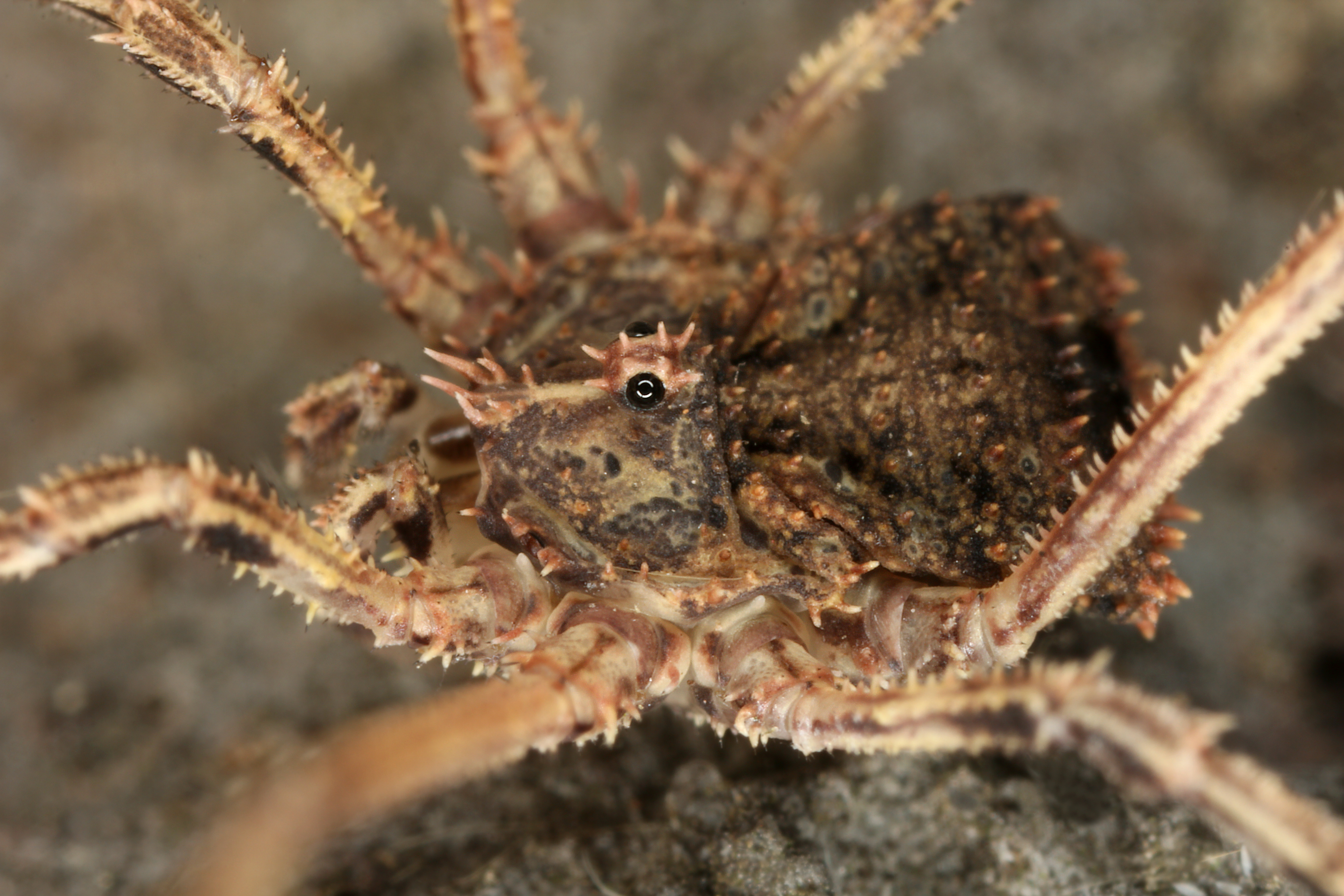 10052013210619 303 art 341 lacinius horridus img 7493 2 bulgaria