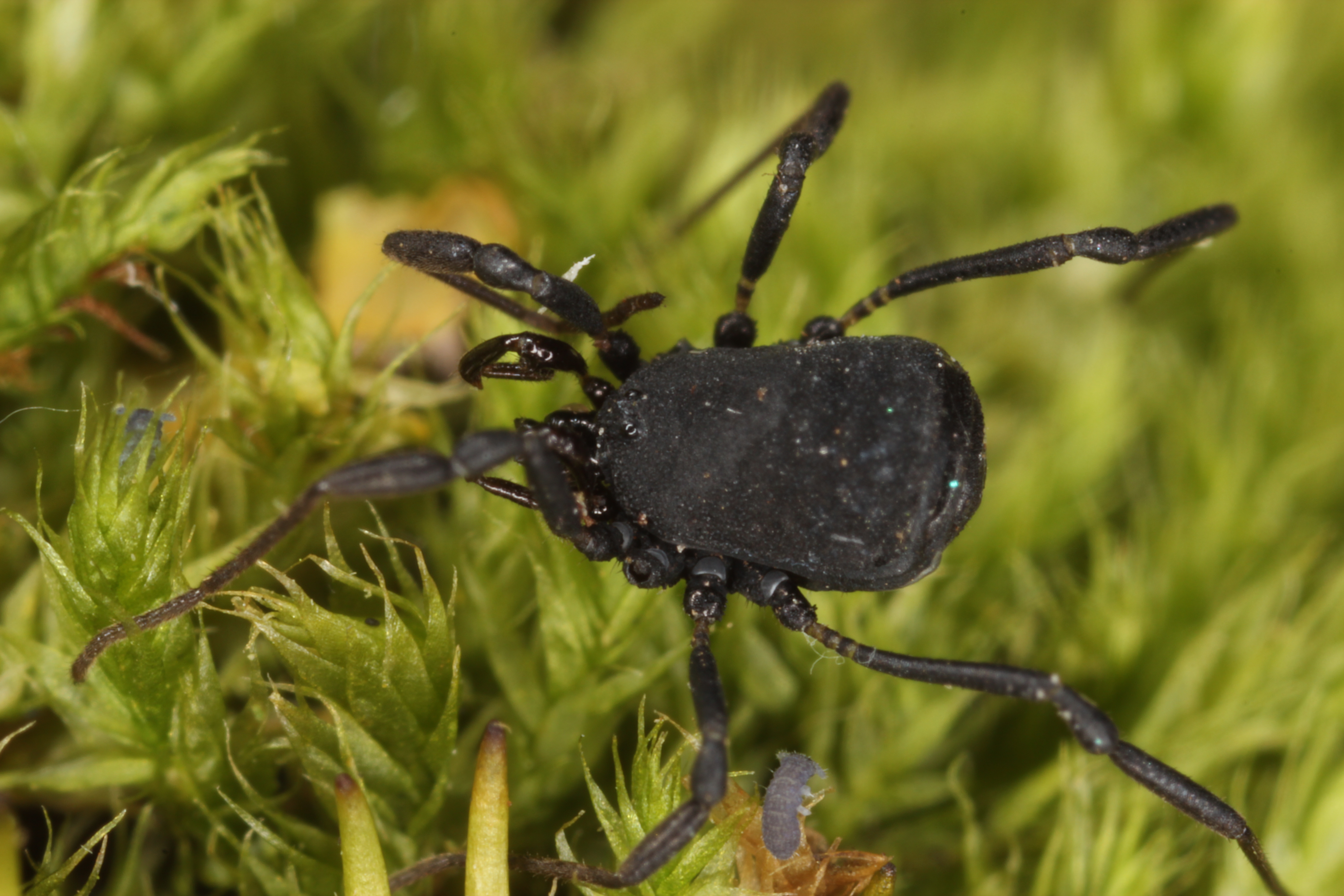 10062013201055 949 art 399 nemastoma bidentatum sparsum m k lavant st andra 29 9 2011 chko 06