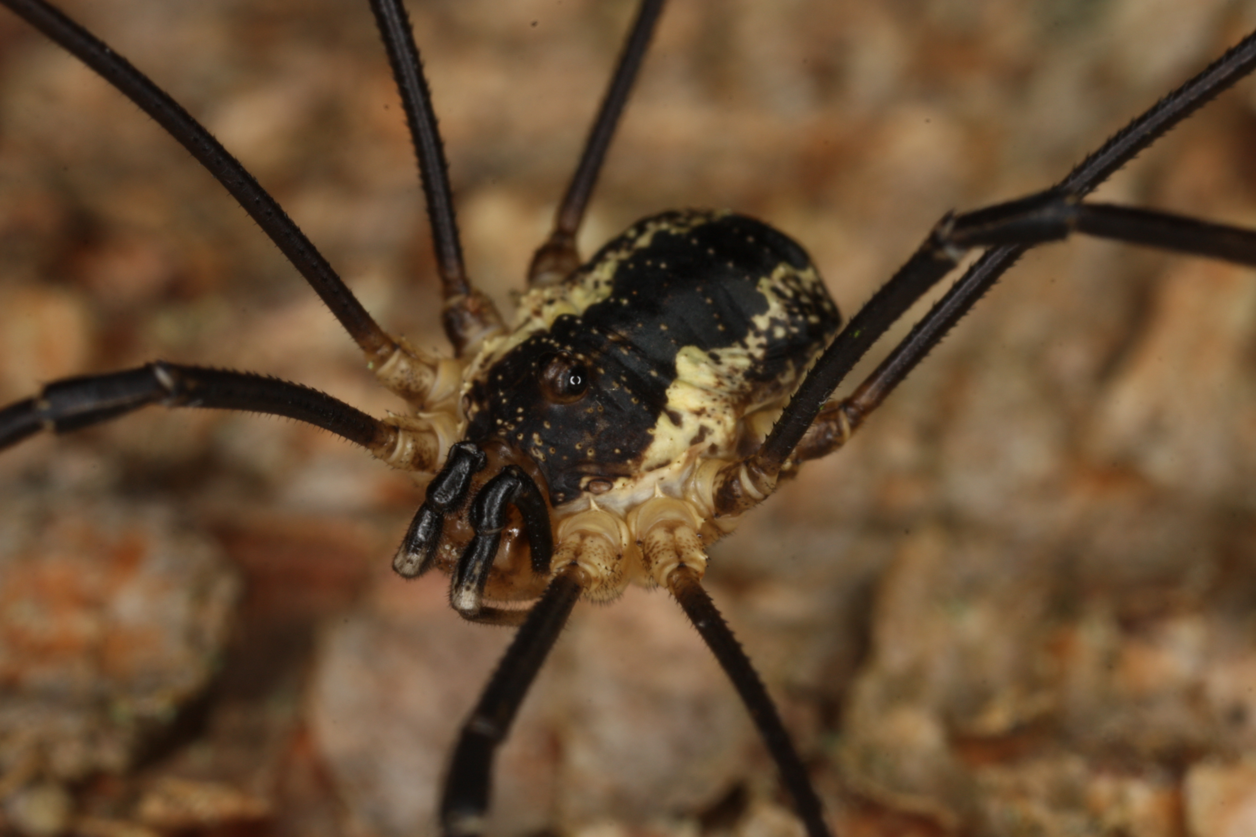 10062013202203 950 art 213 mitopus morio tieflandform ck