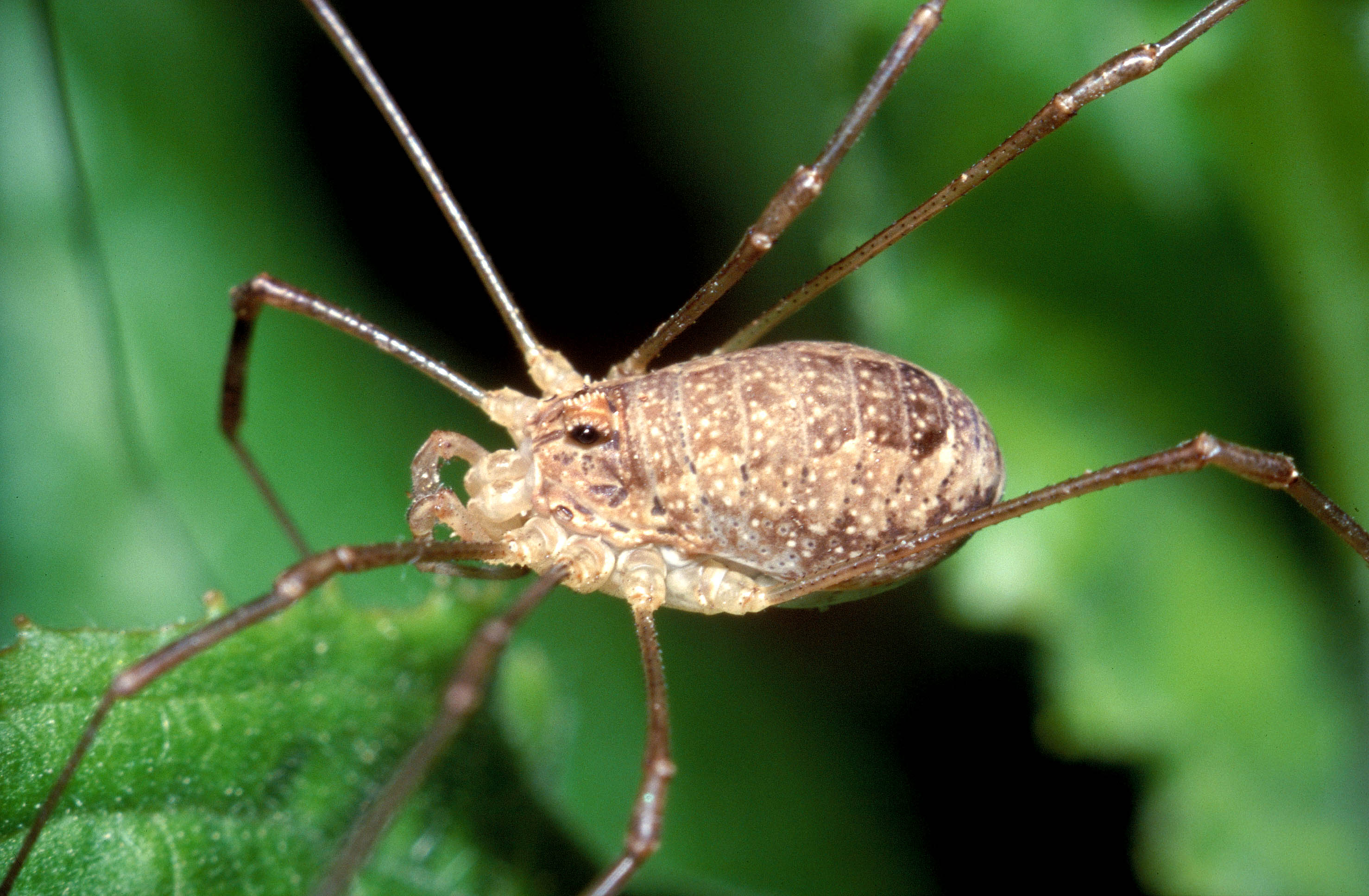 10062013202724 951 art 438 rilaena triangularis ii austria styria graz ch komposch m