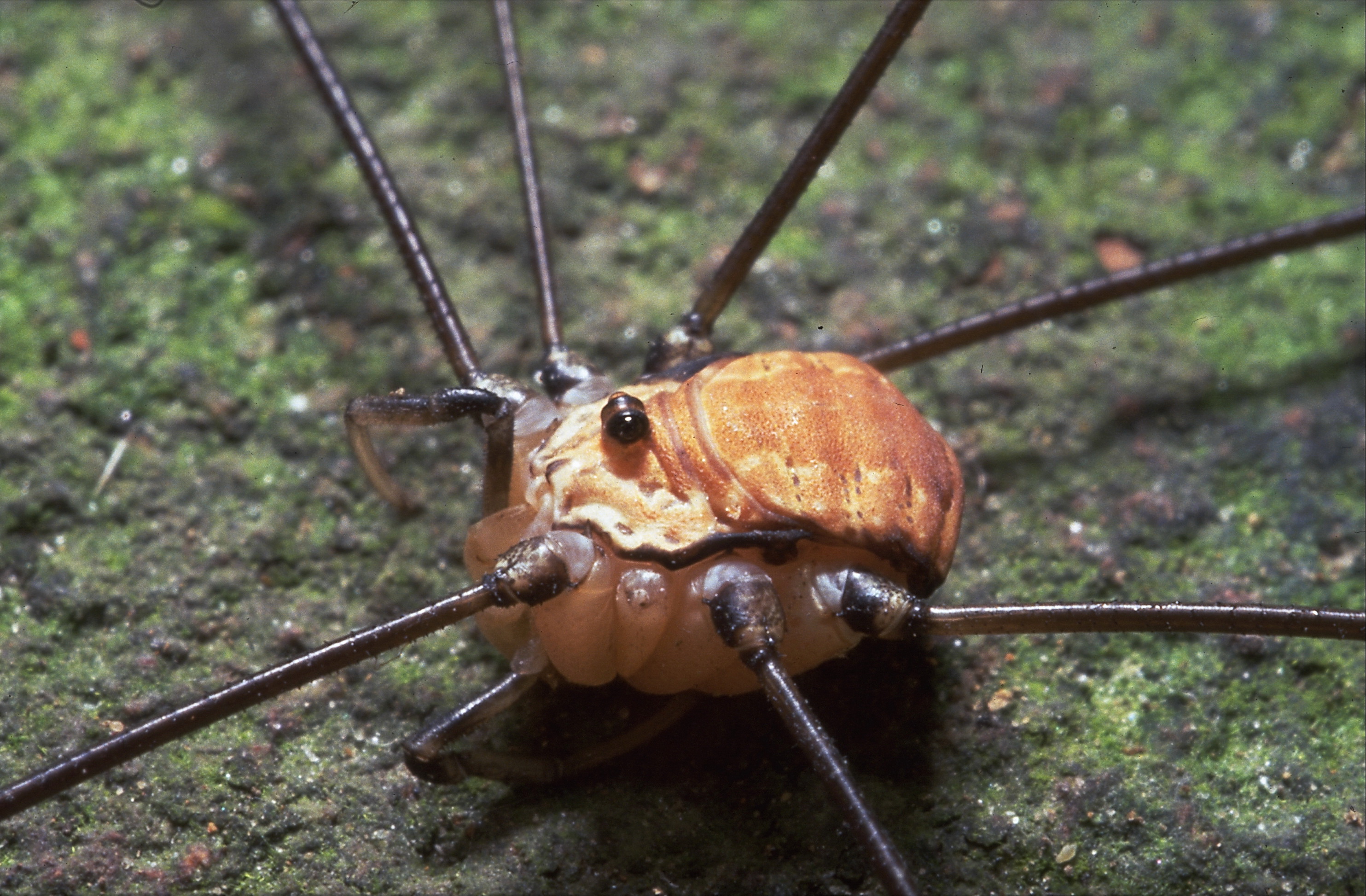 10062013203458 952 art 439 leiobunum limbatum ck