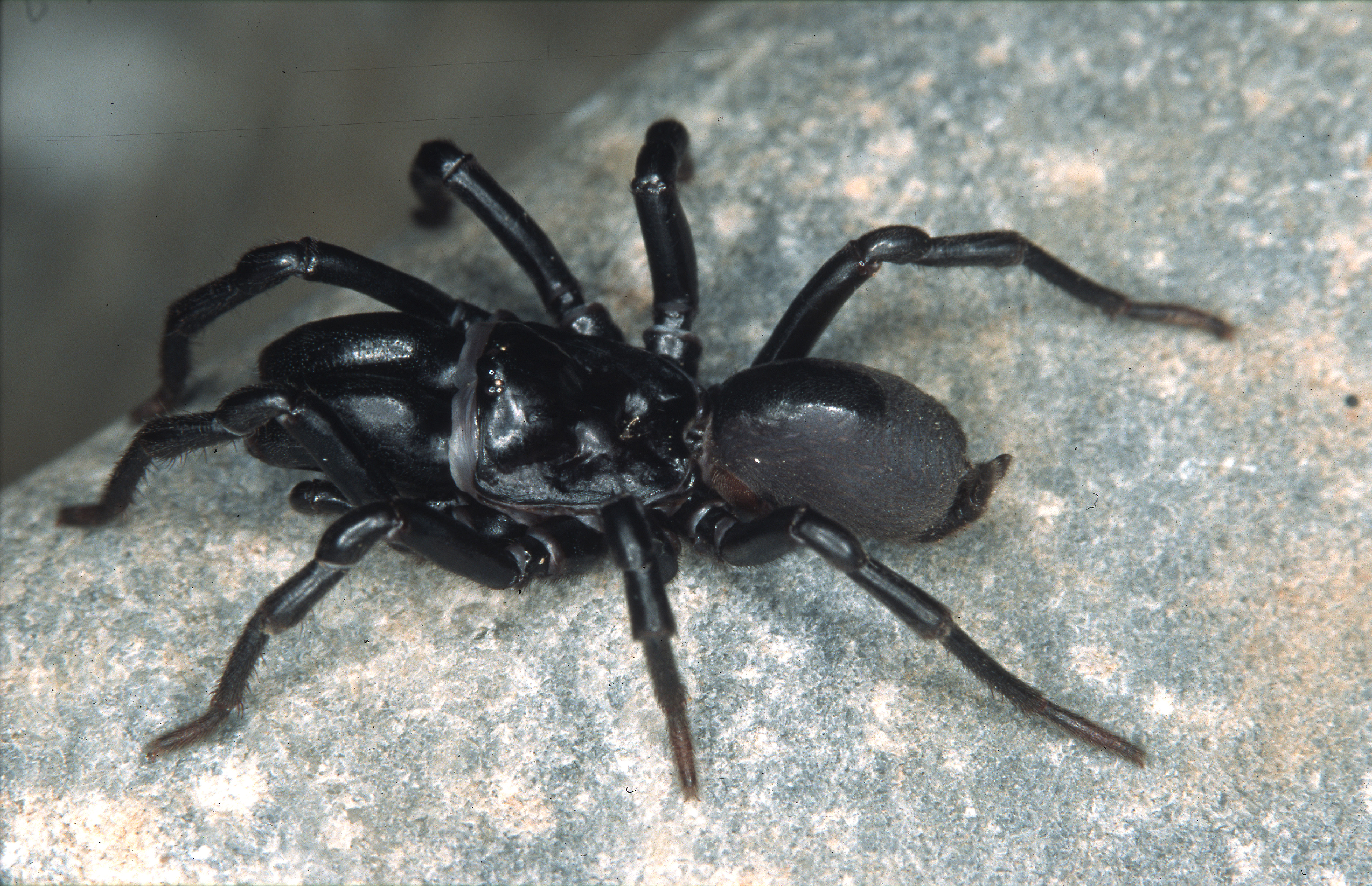 10062013204635 953 art 577 atypus piceus m 18 06 2003 austria styria gralla chko hk