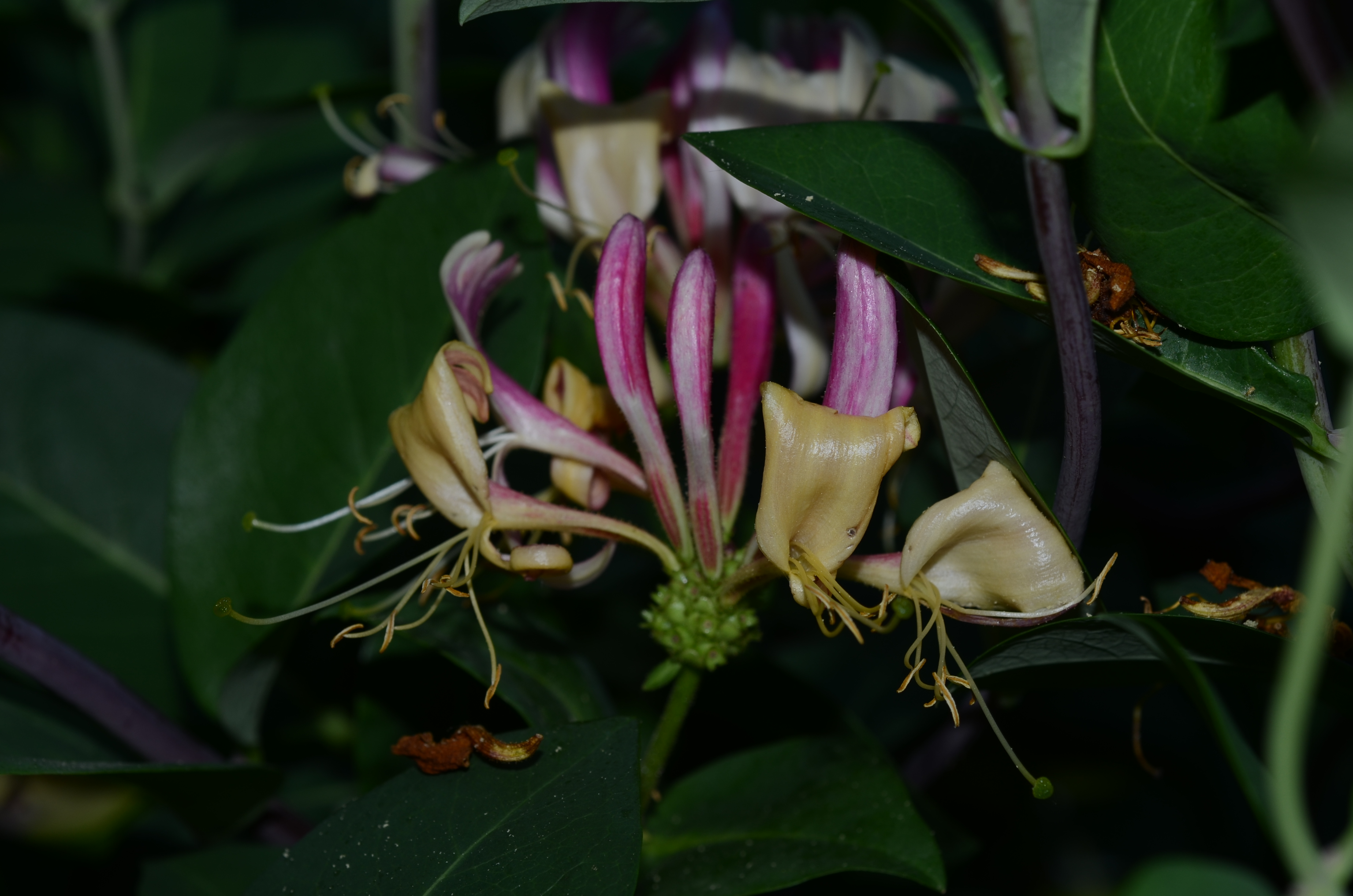 10062014110033 2497 art 1537 dsc 5112