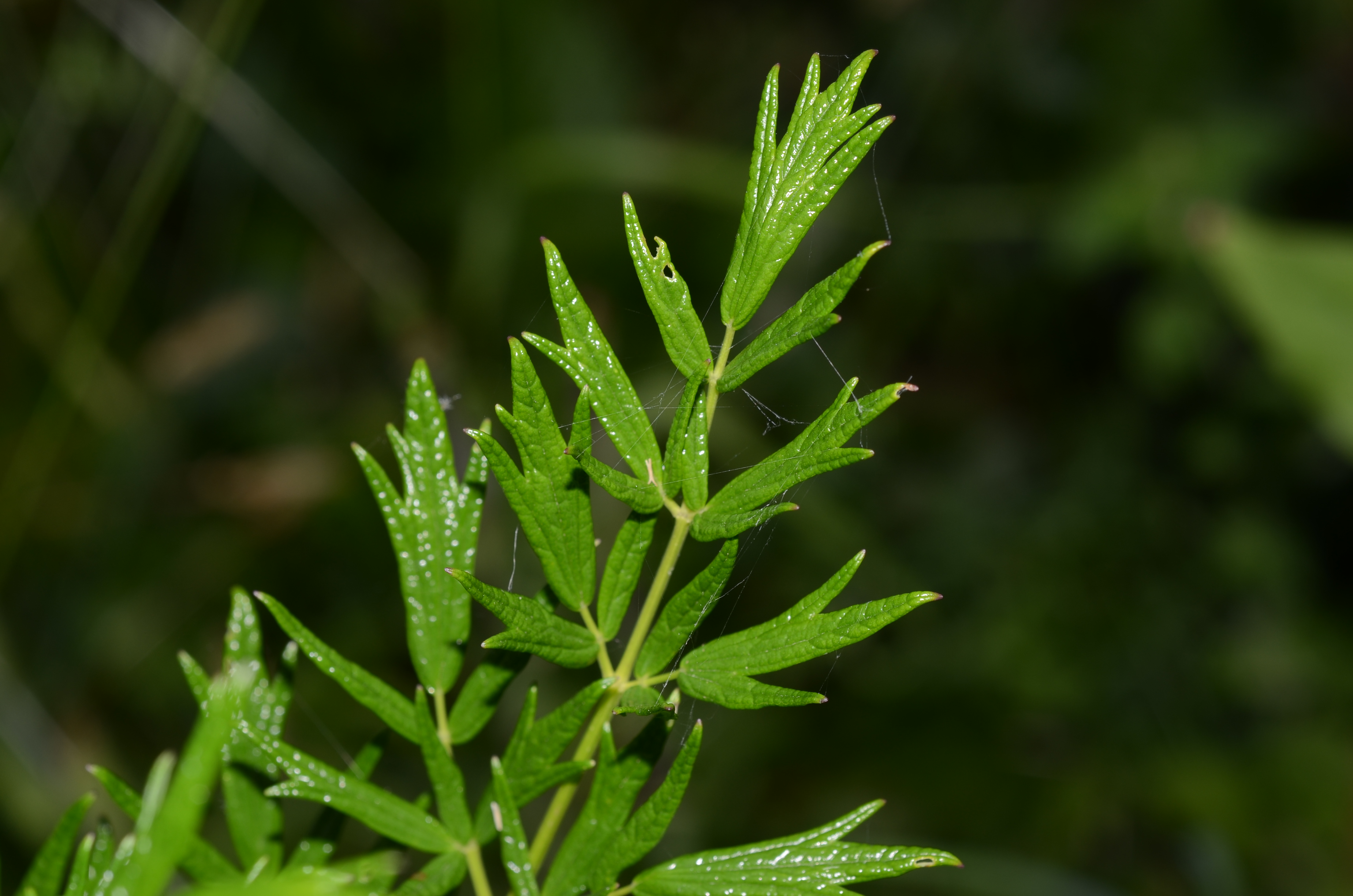 10062014110554 2498 art 1054 dsc 5116