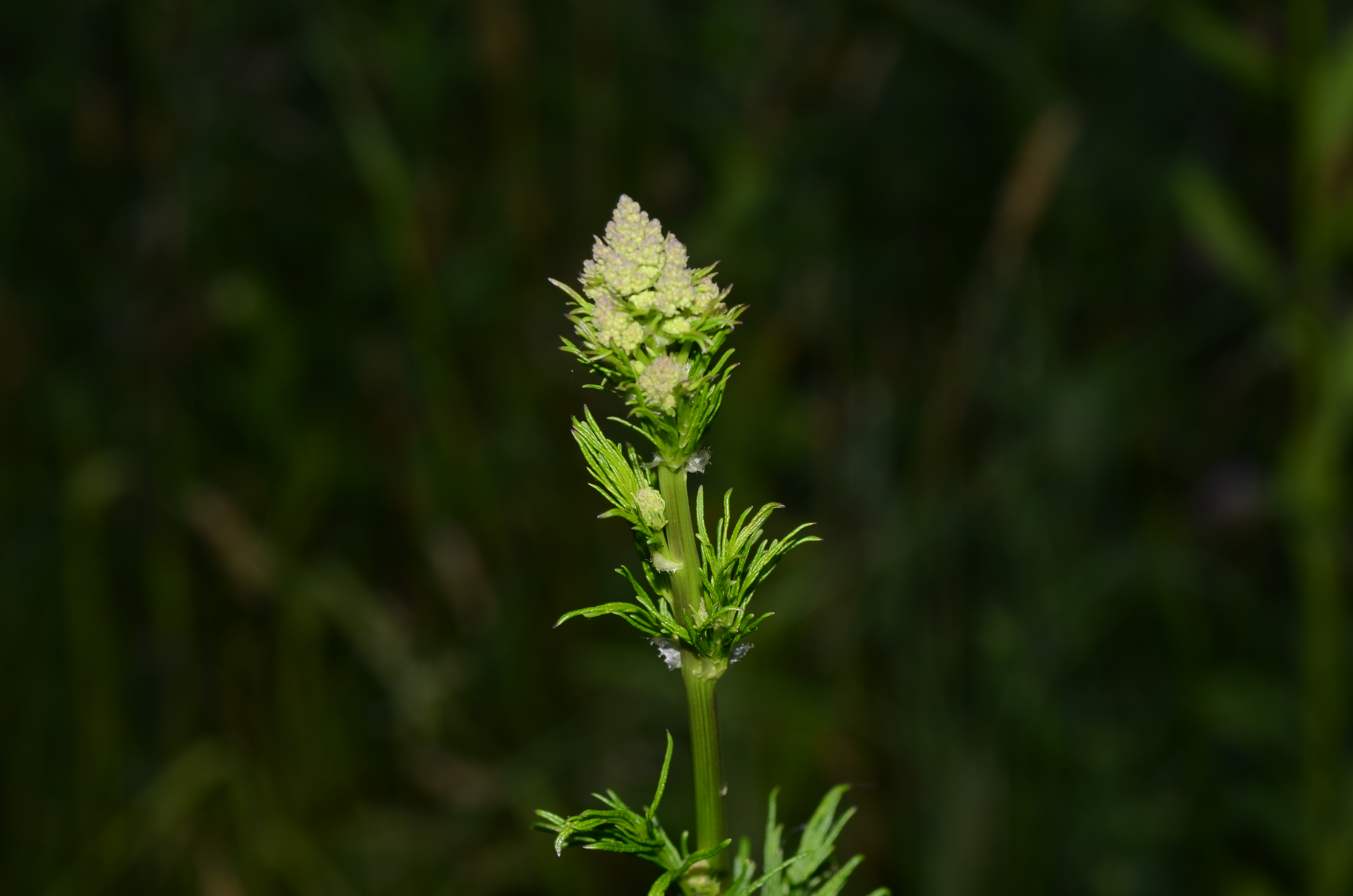 10062014110728 2499 art 1054 dsc 5114