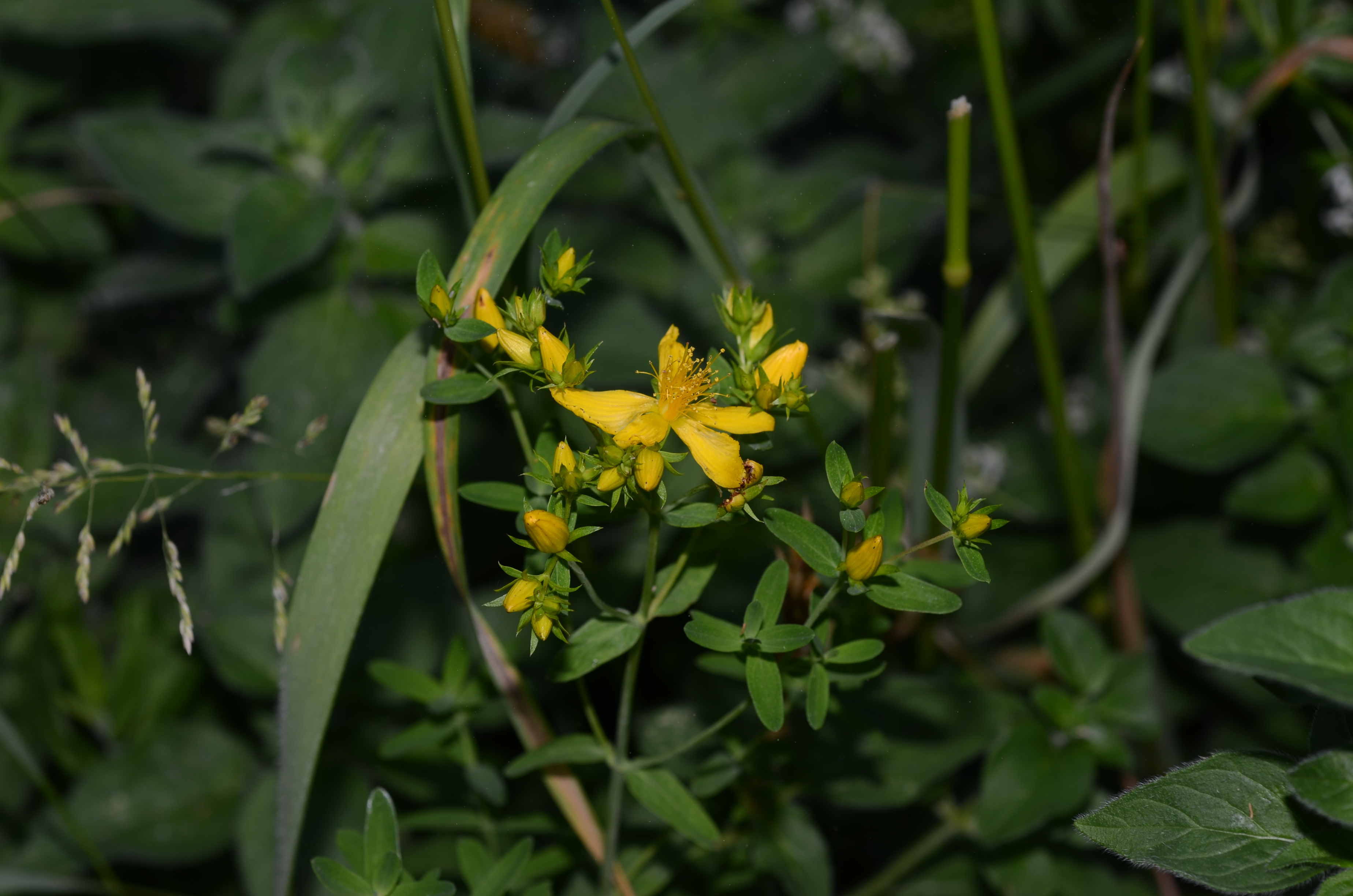 10062014113848 2500 art 1538 dsc 5113