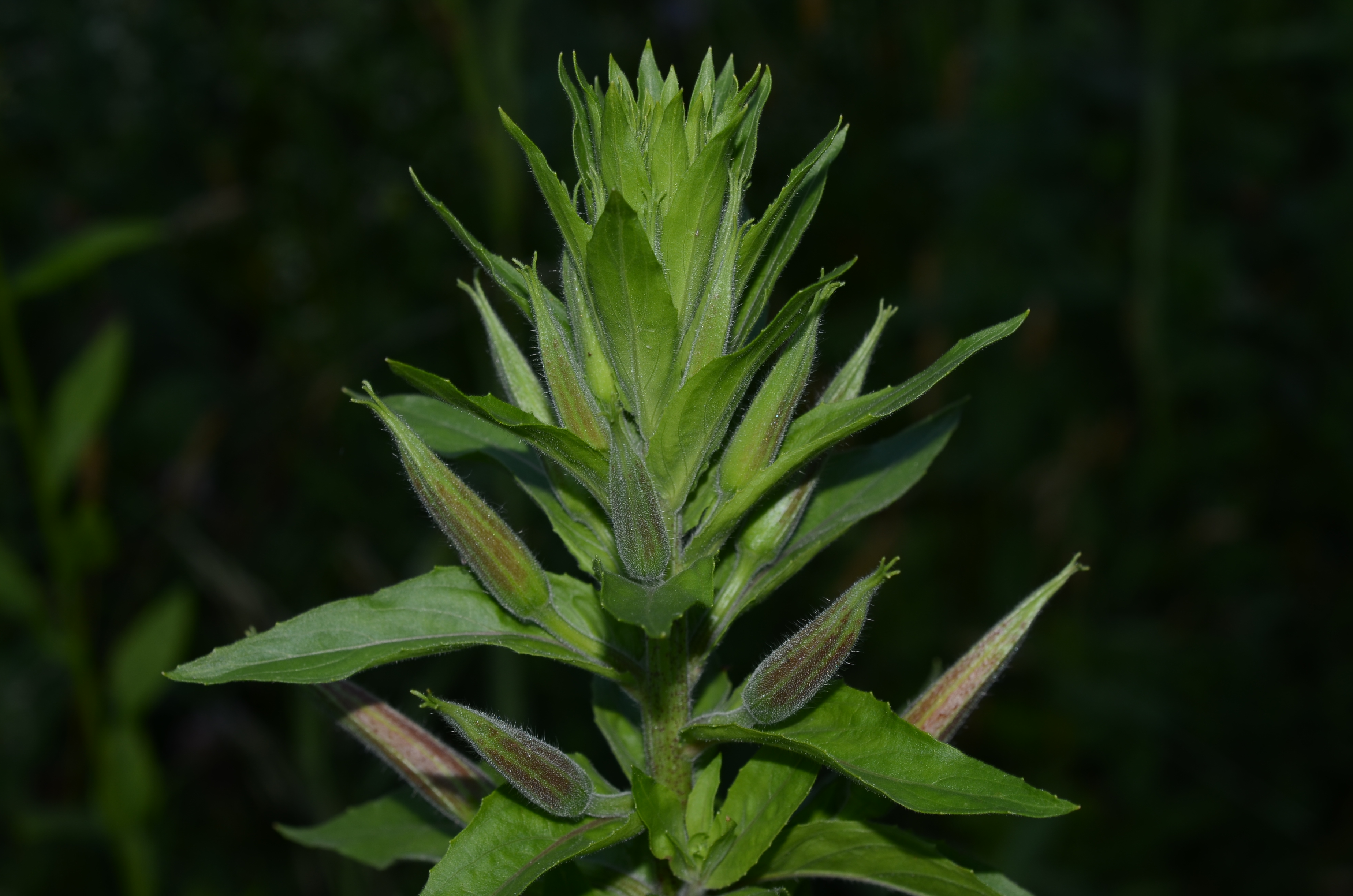 10062014114203 2501 art 1334 dsc 5117