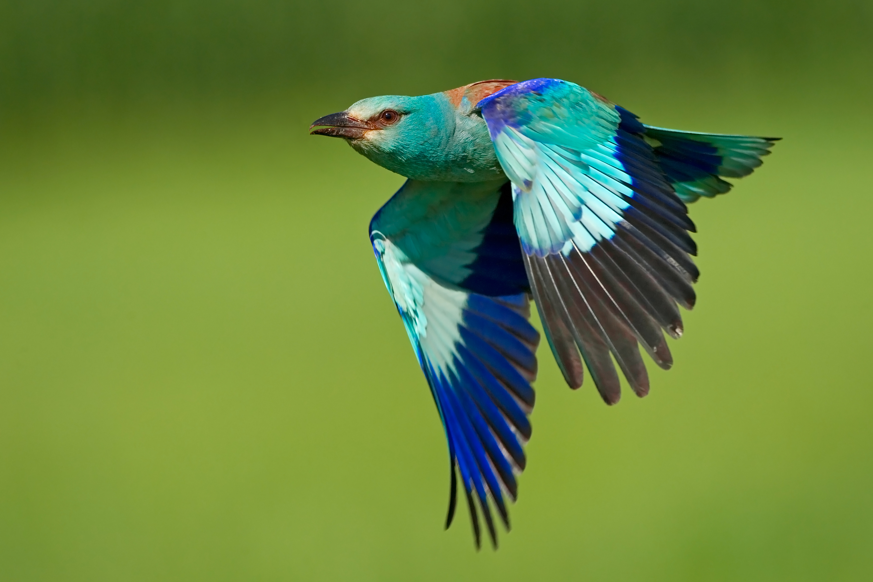 10072013195203 1086 art 835 blauracke