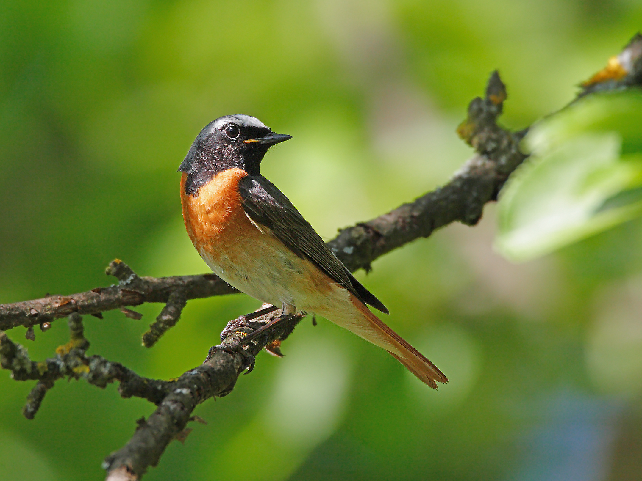 10072013201012 1088 art 854 gartenrotschwanz