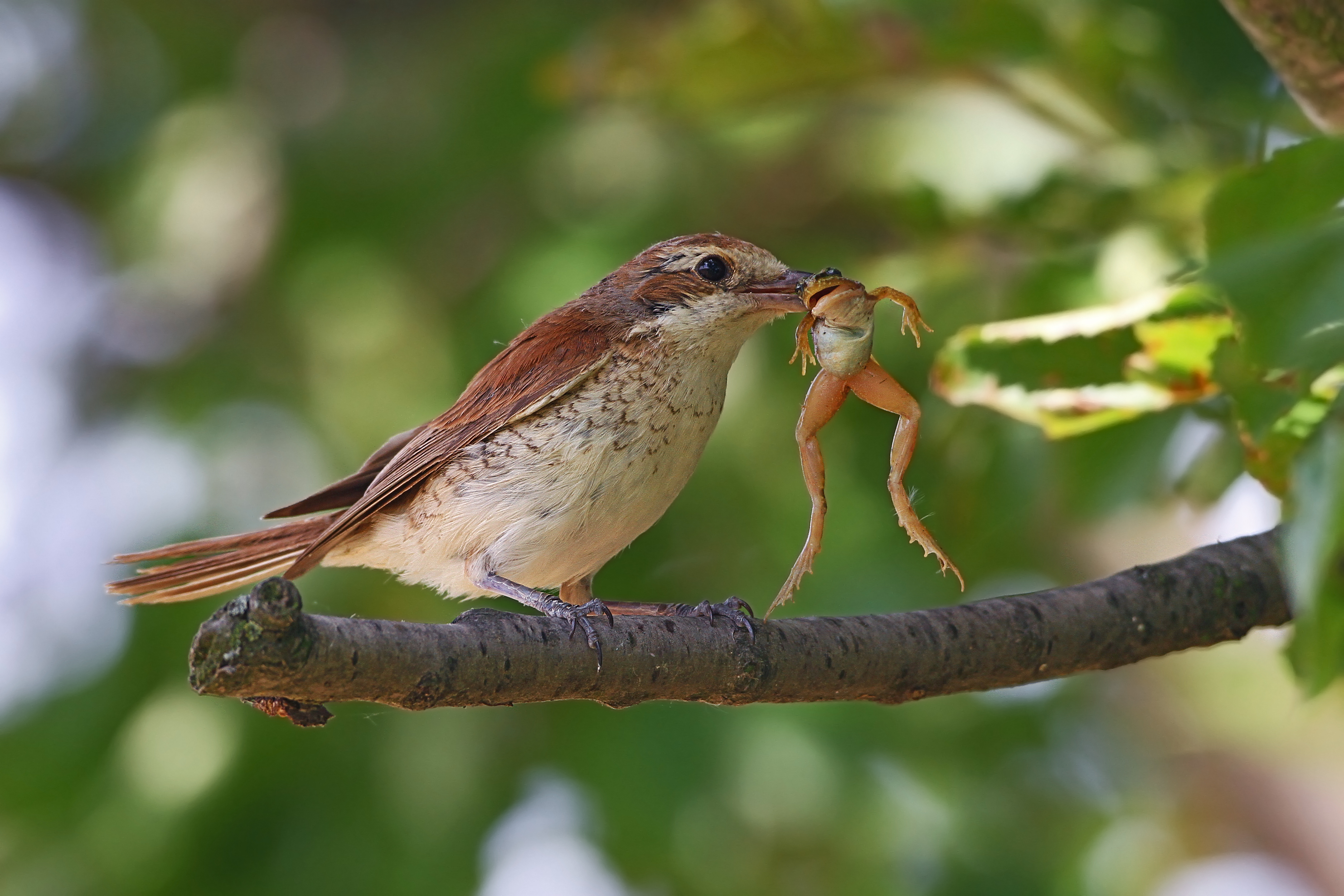 10072013201114 1089 art 752 neuntoter