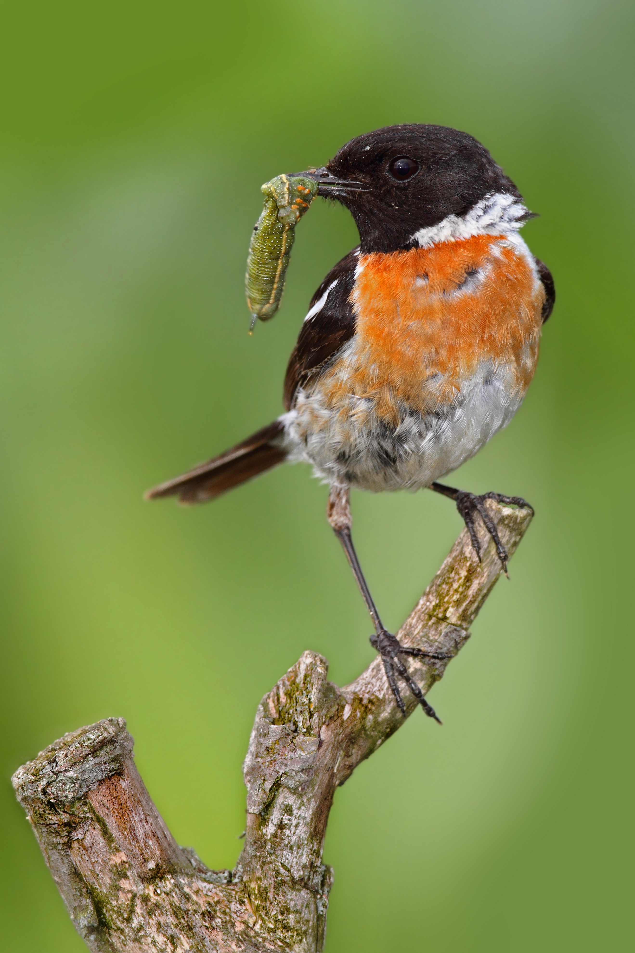 10072013201224 1090 art 753 schwarzkehlchen