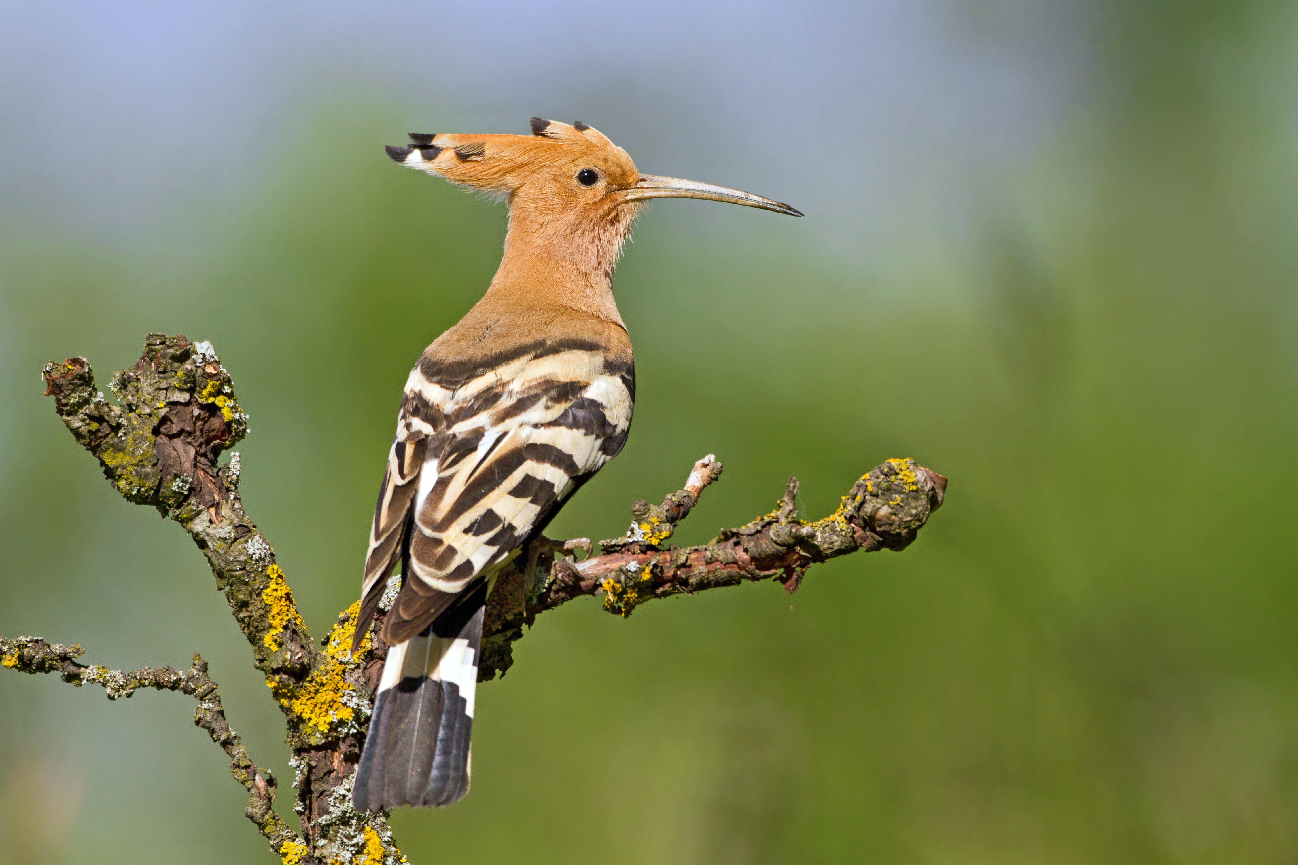 10072013201707 1091 art 754 wiedehopf