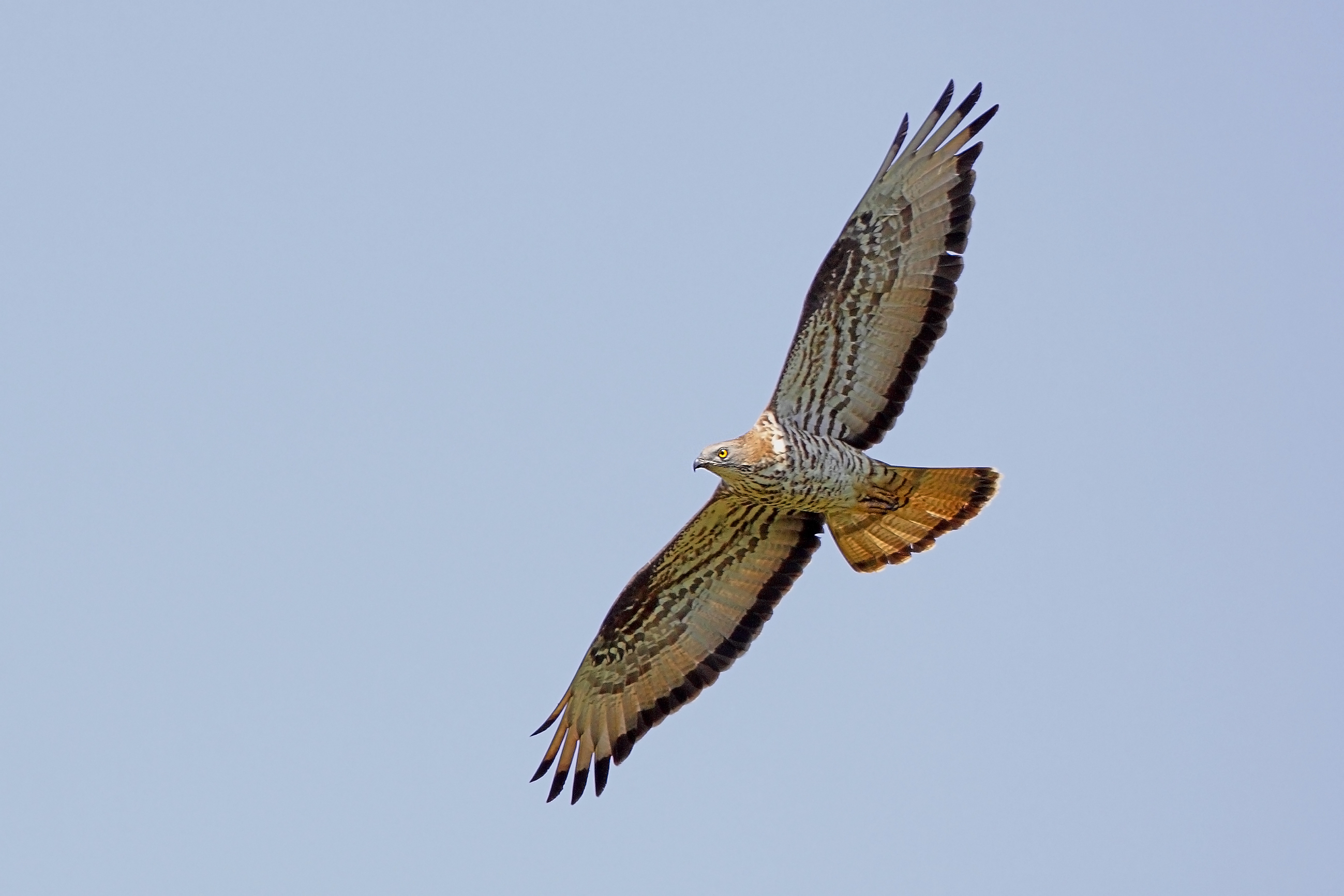 10072013202204 1093 art 832 wespenbussard