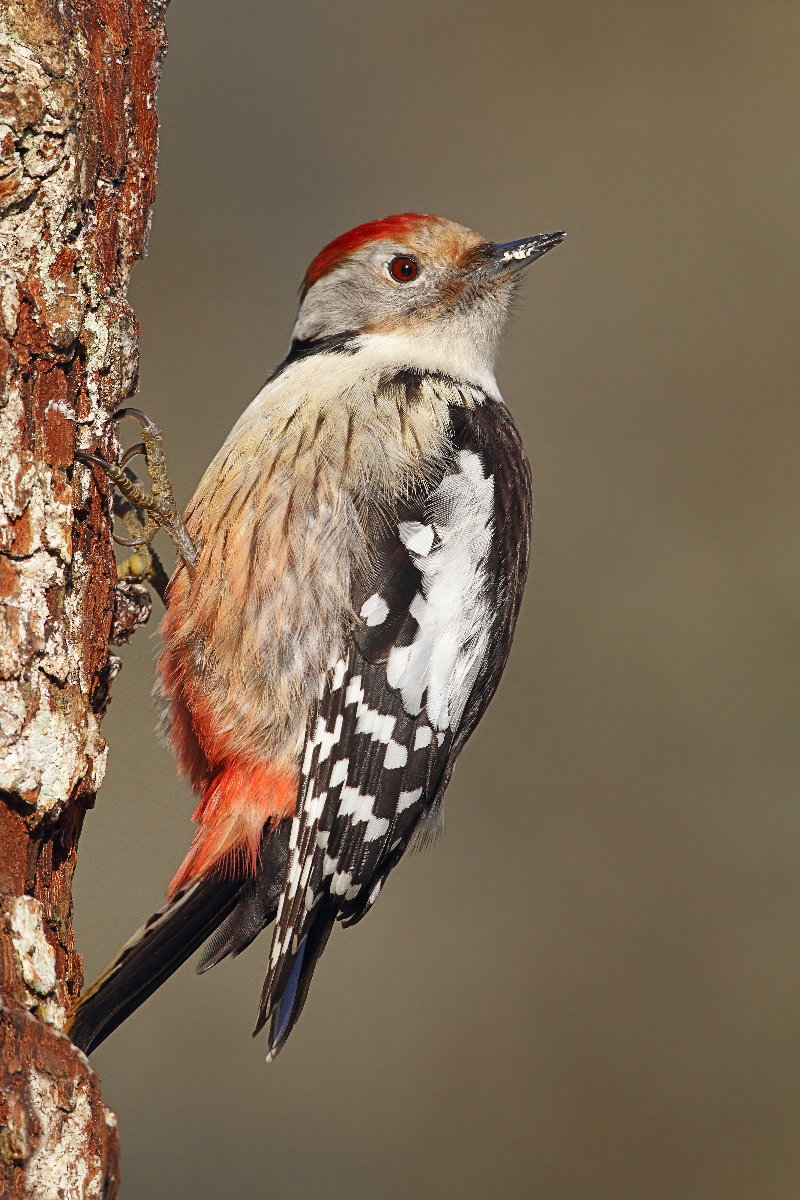 10072013202538 1094 art 837 mittelspecht