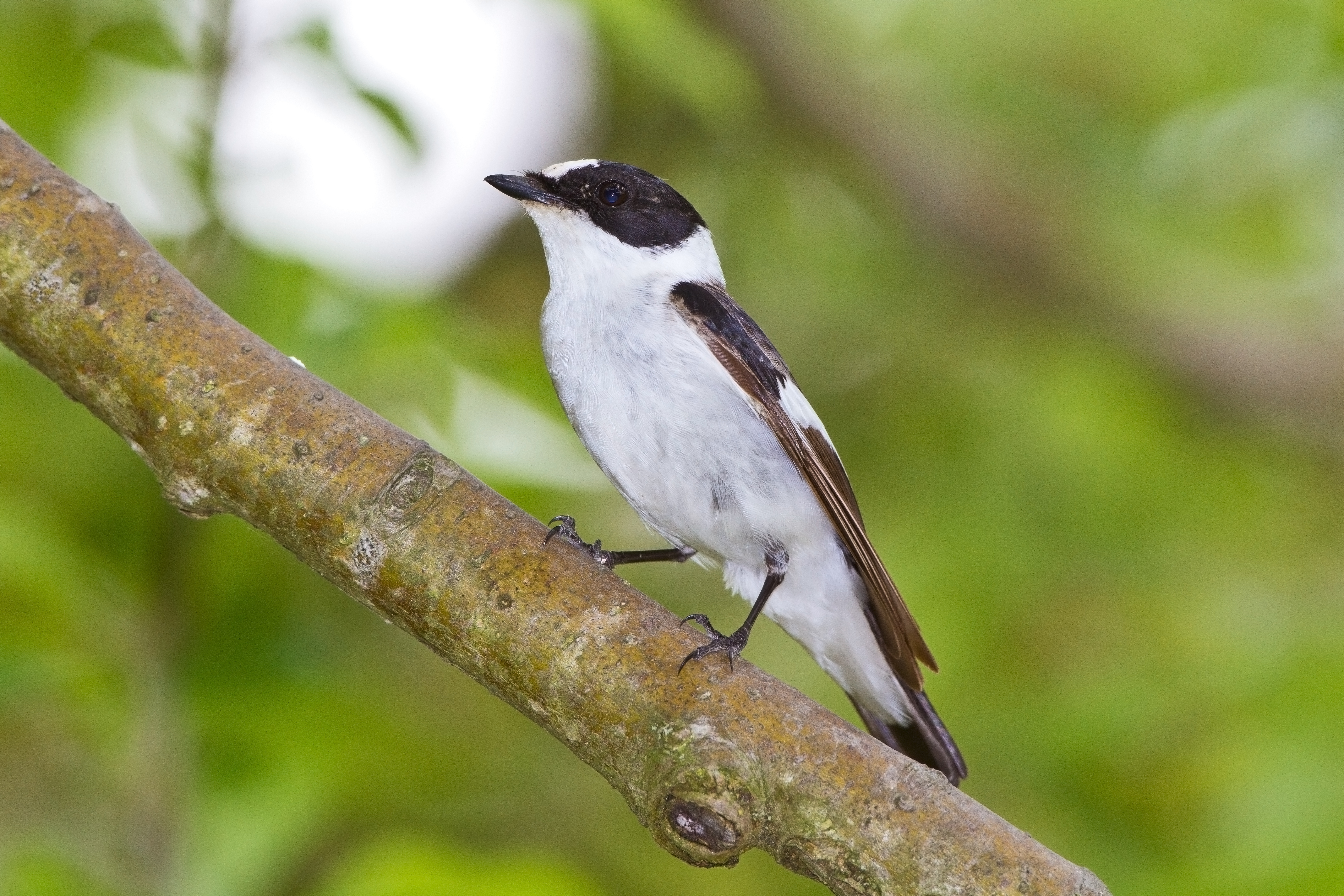 10072013202850 1095 art 831 halsbandschnapper