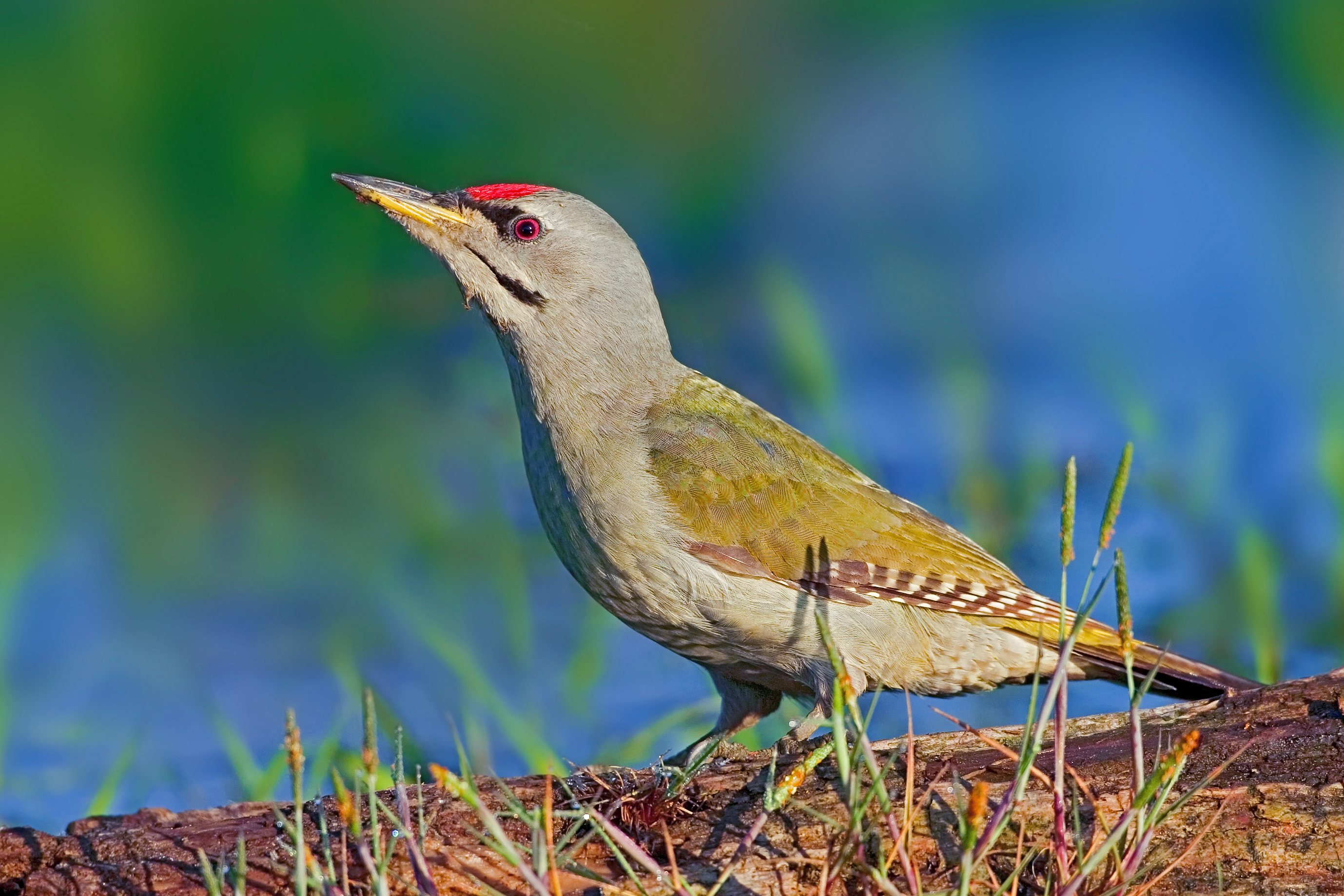 10072013203111 1096 art 838 grauspecht