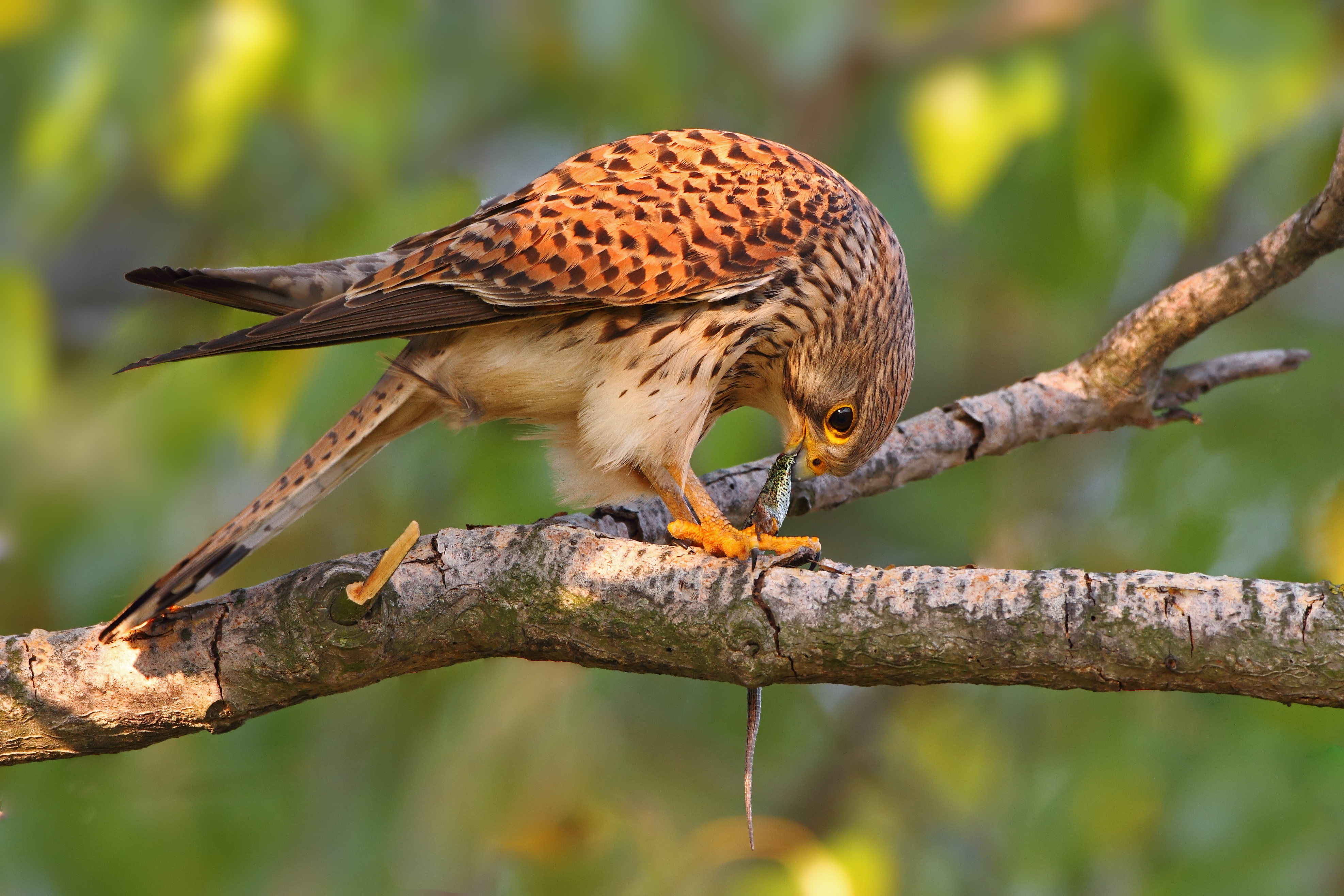 10072013203315 1097 art 853 turmfalke