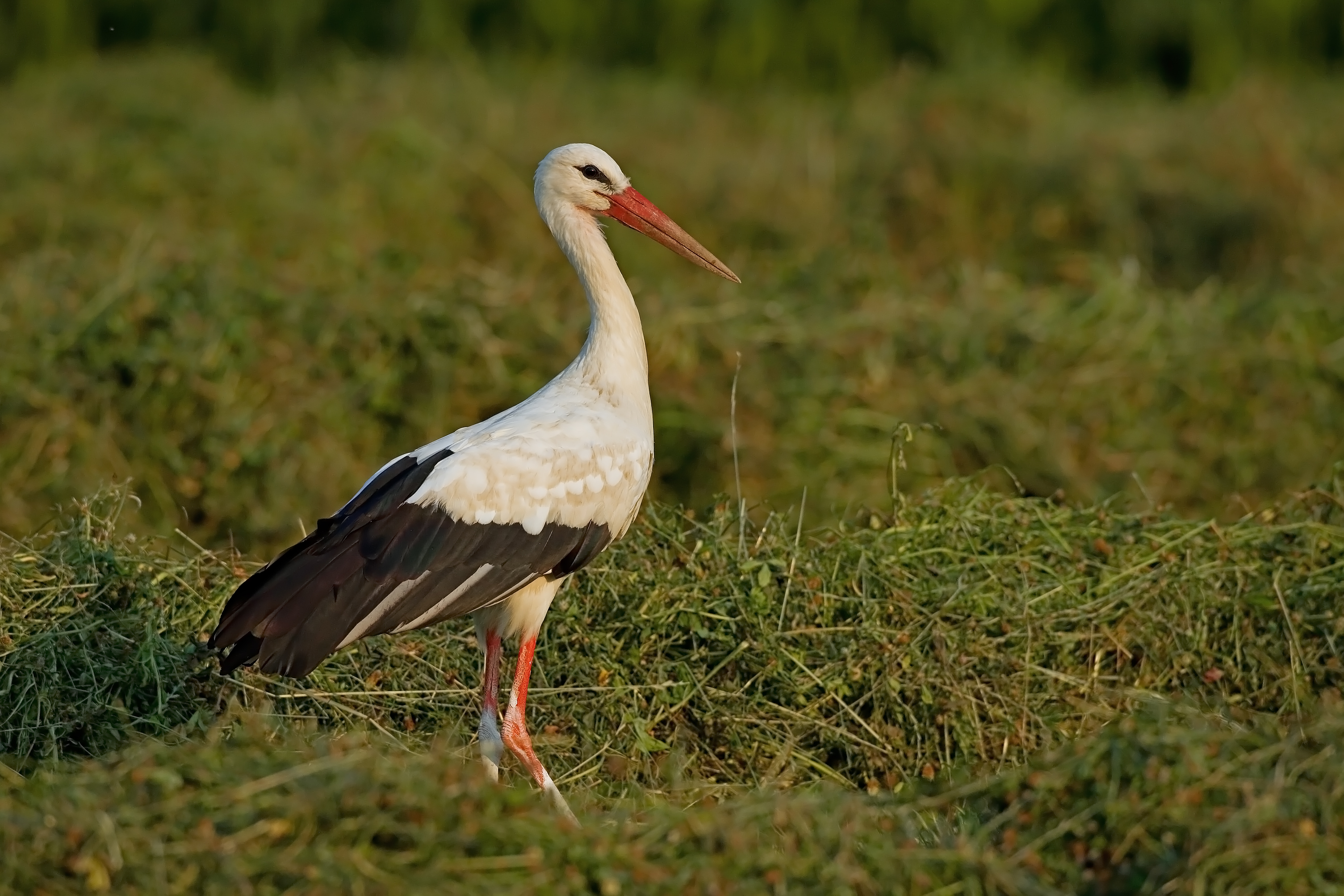 10072013203438 1098 art 833 weisstorch