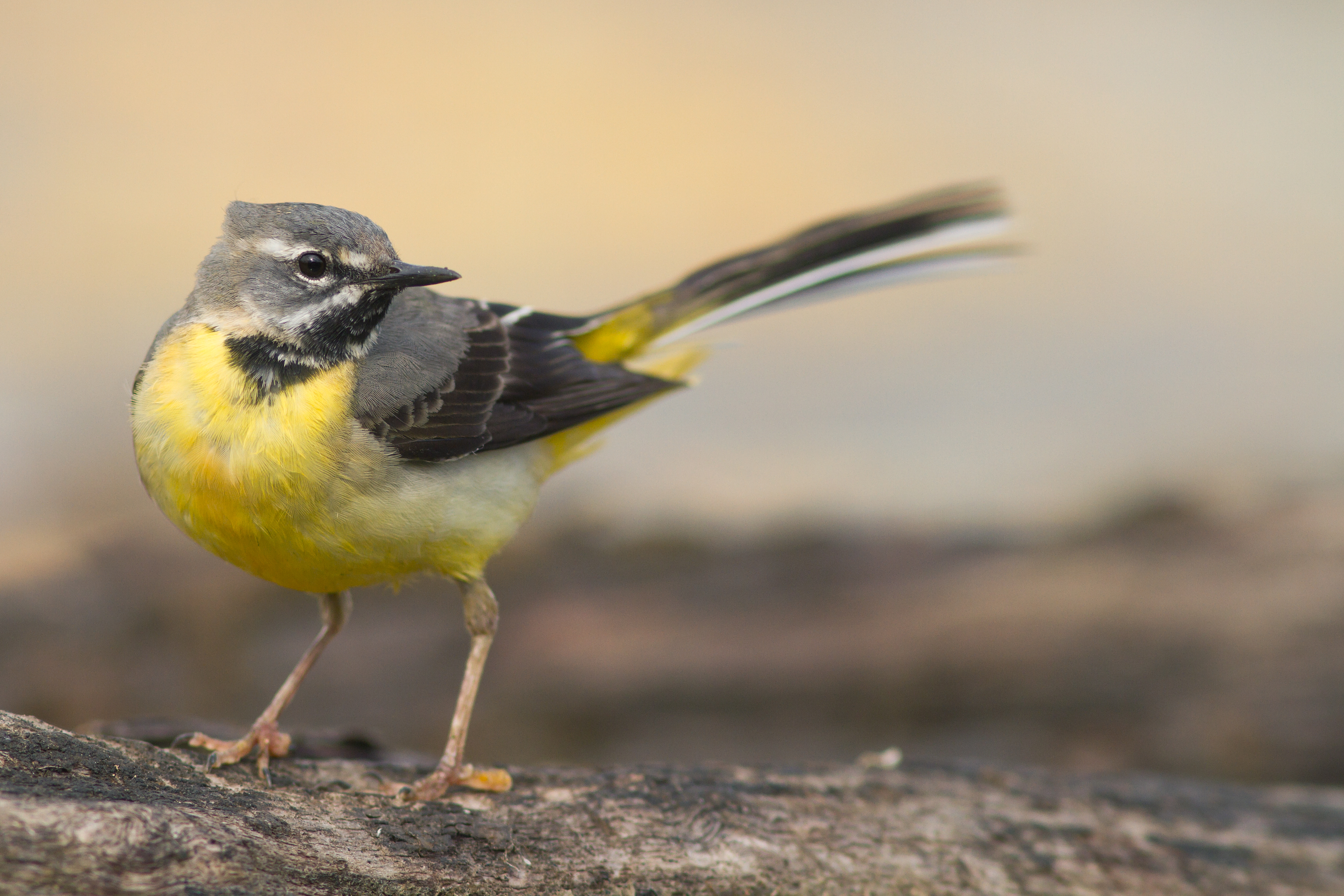 10072013203746 1099 art 940 gebirgsstelze