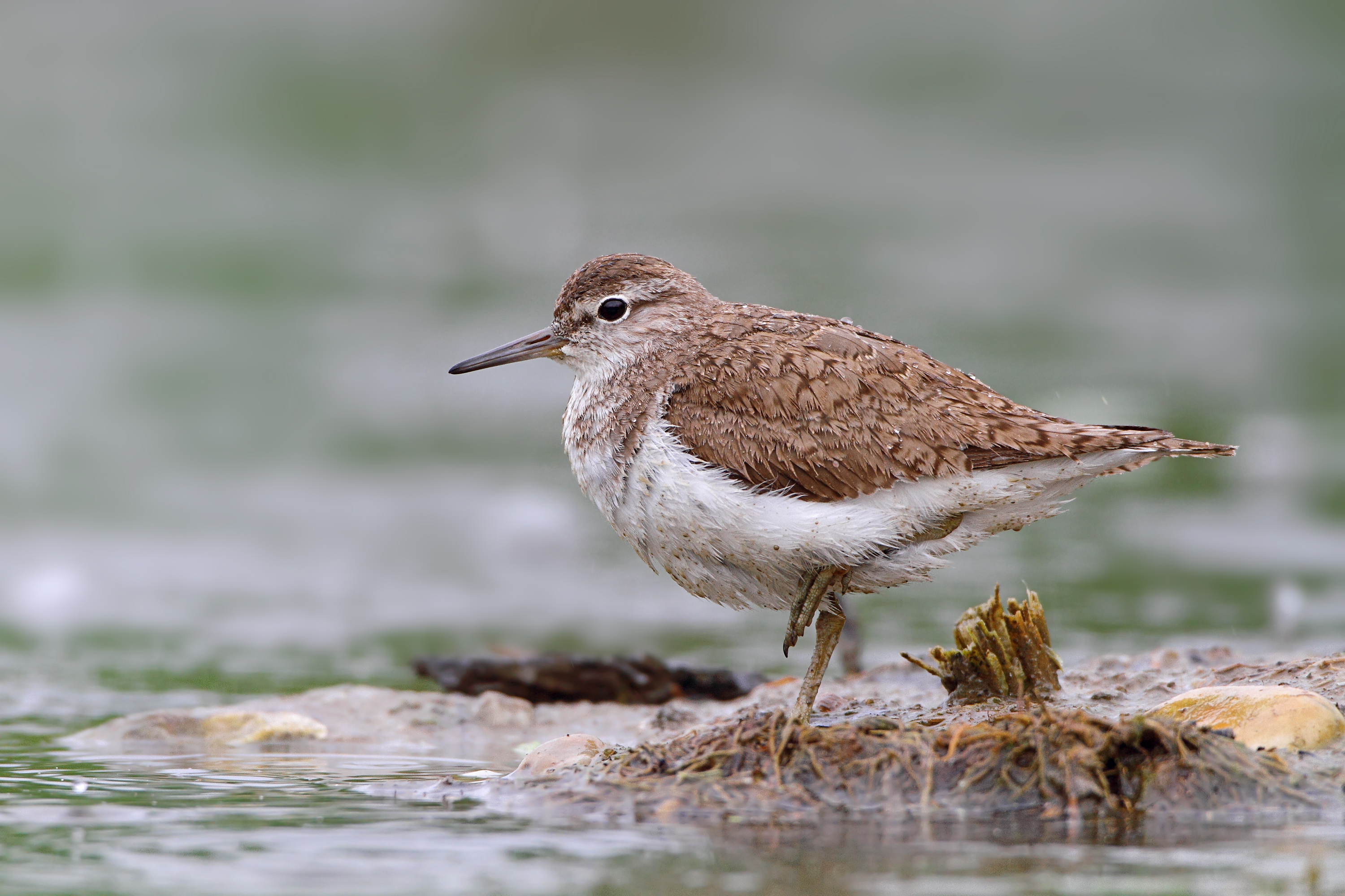 10072013204139 1101 art 942 flusuferlaufer