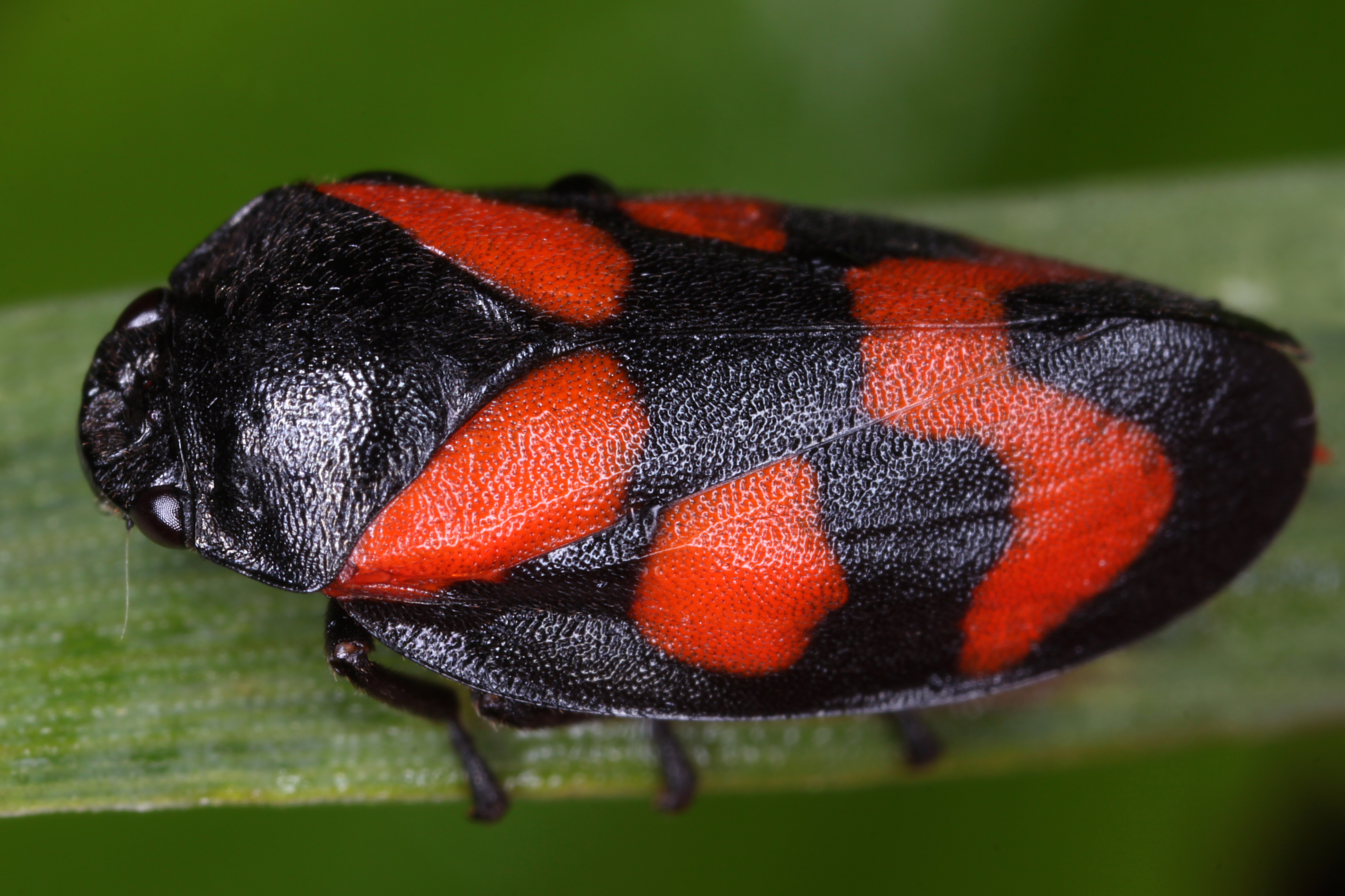 10072013230624 1102 art 943 cercopis vulnerata gemeine blutzikadew1.2