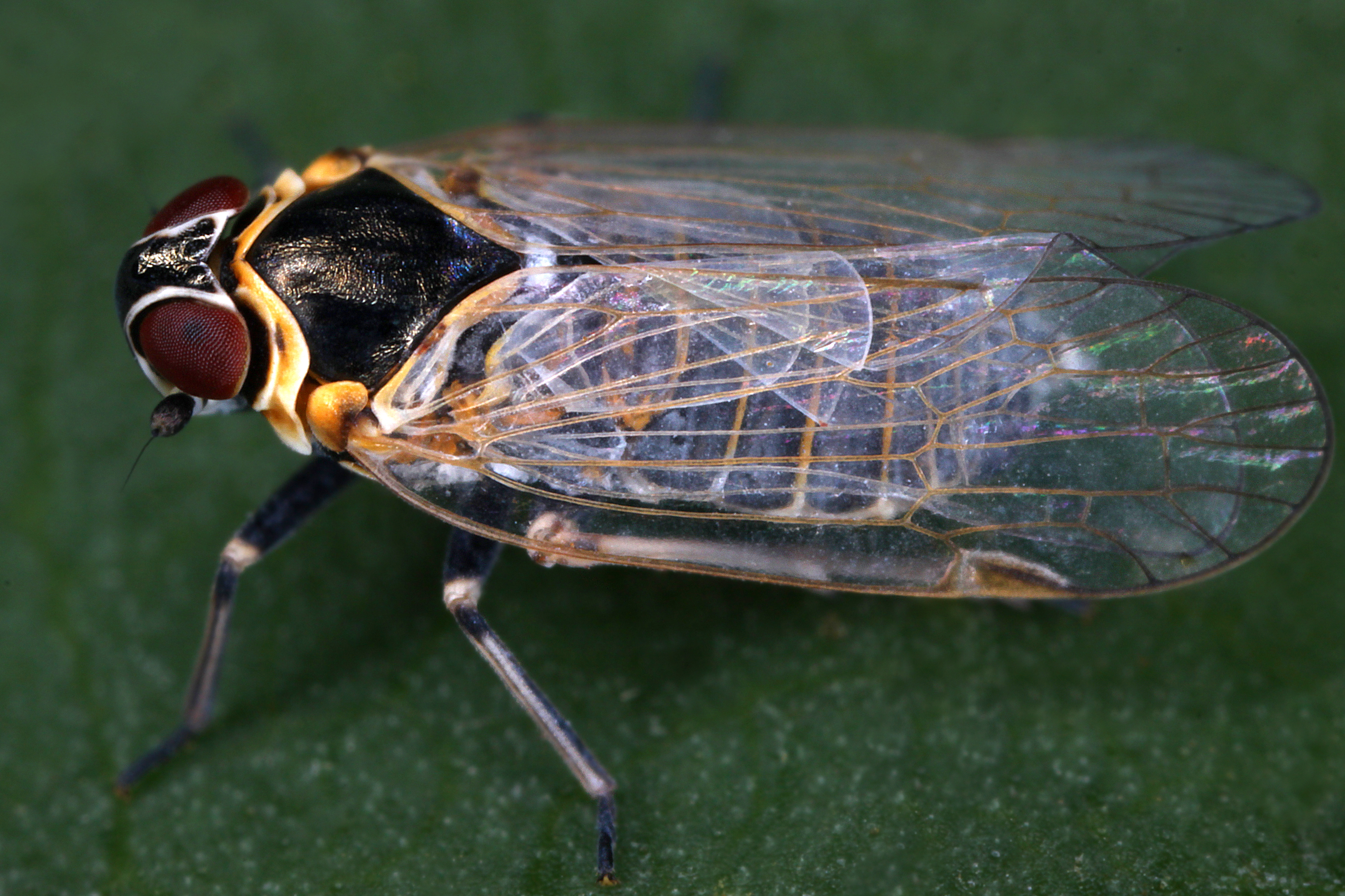 10072013232803 1103 art 945 hyalesthes obsoletus winden glasflugelzikadew1.2