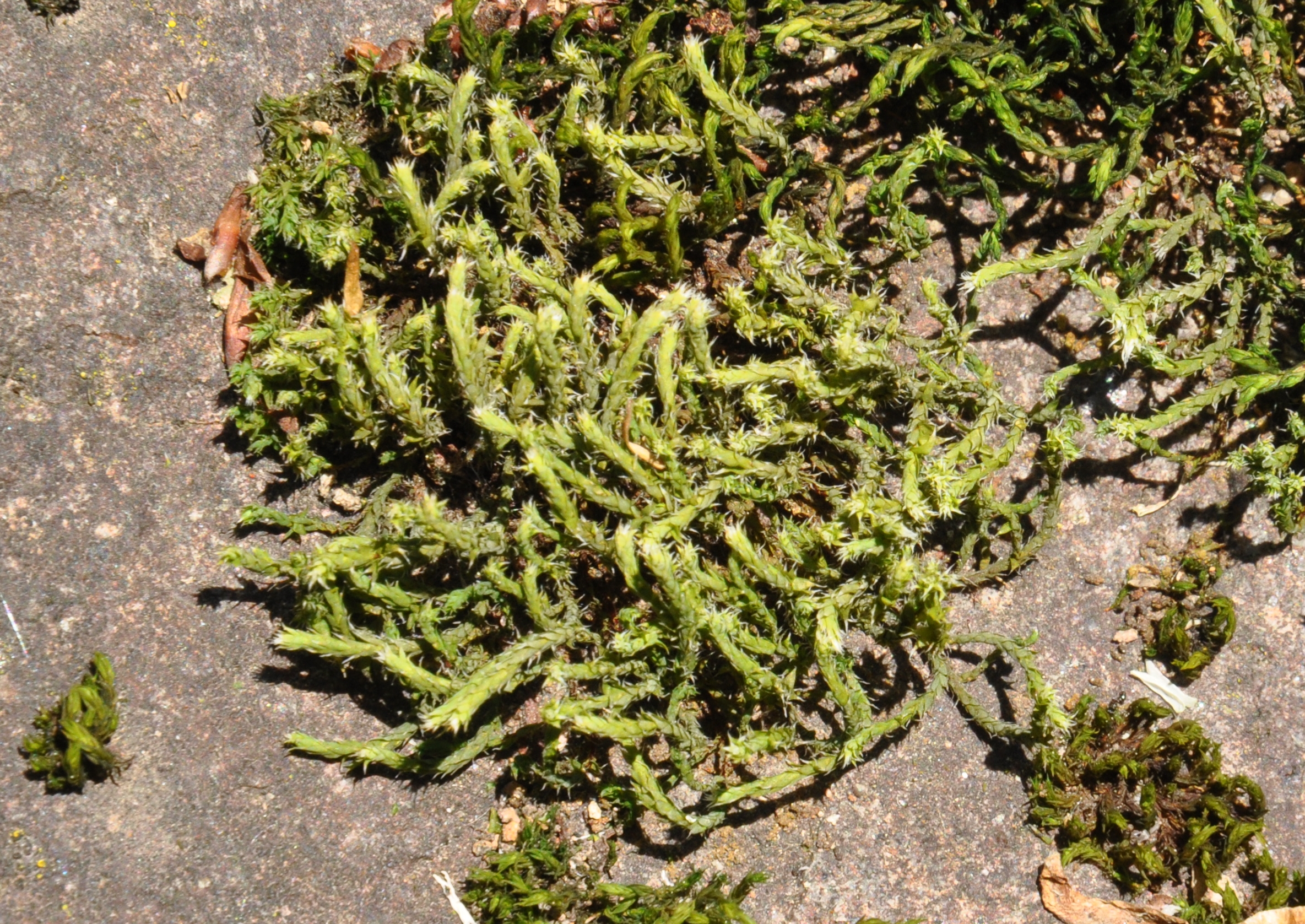 10082013102902 1276 art 1161 hedwigia dsc 0240