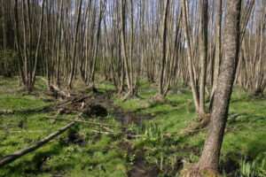 10082013103823 1278 lebensraum 1110 erlenbruchwald nsg luka img 6920 4