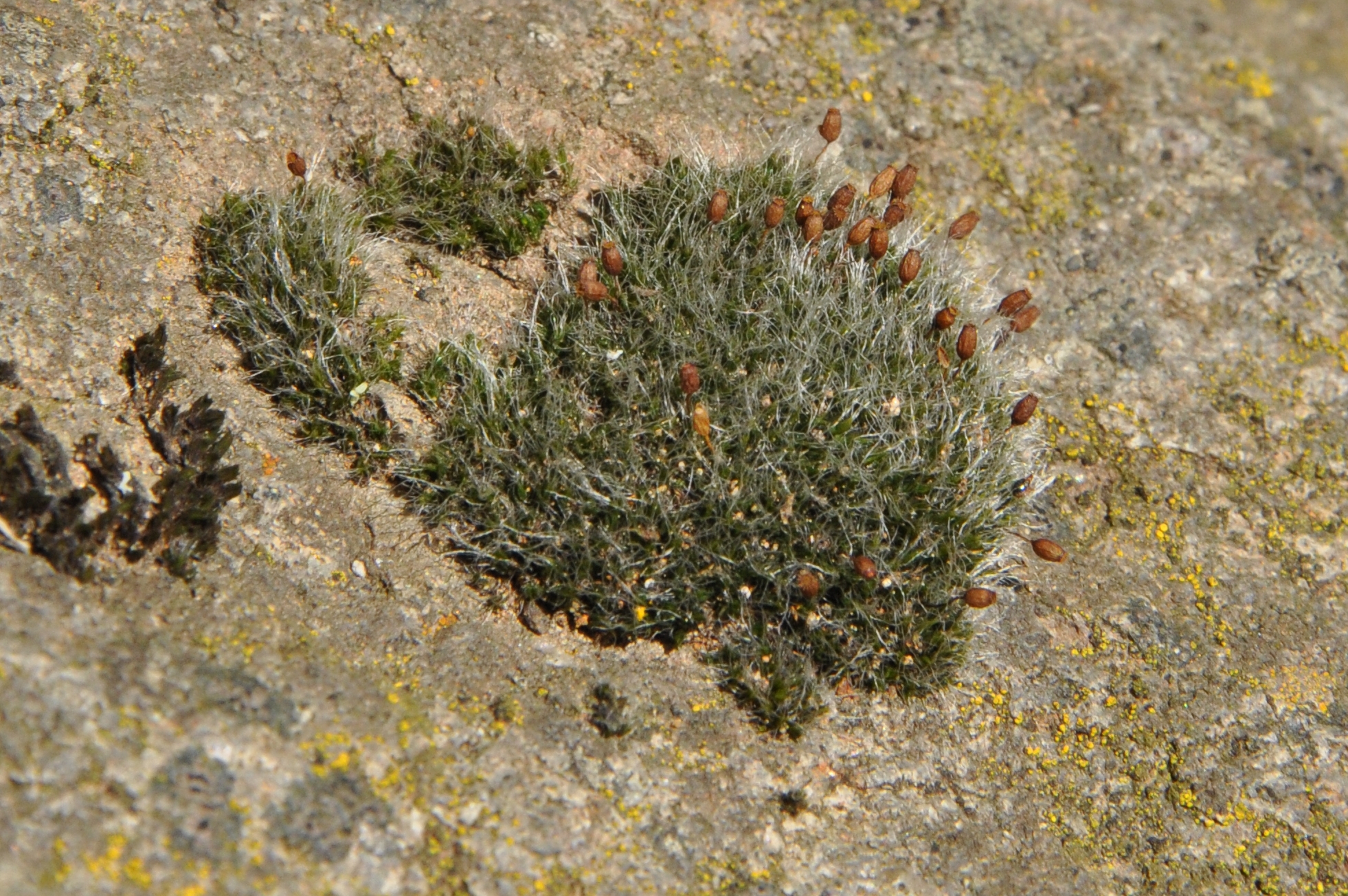 10082013104720 1281 art 1163 grimmia dsc 0296