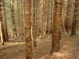 10082013105357 1283 lebensraum 1119 06260103