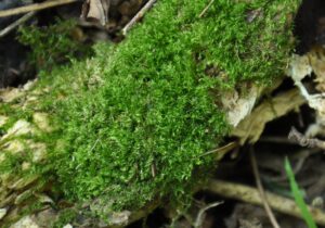 10082013110432 1284 art 1158 brachythecium salebros dsc 0172