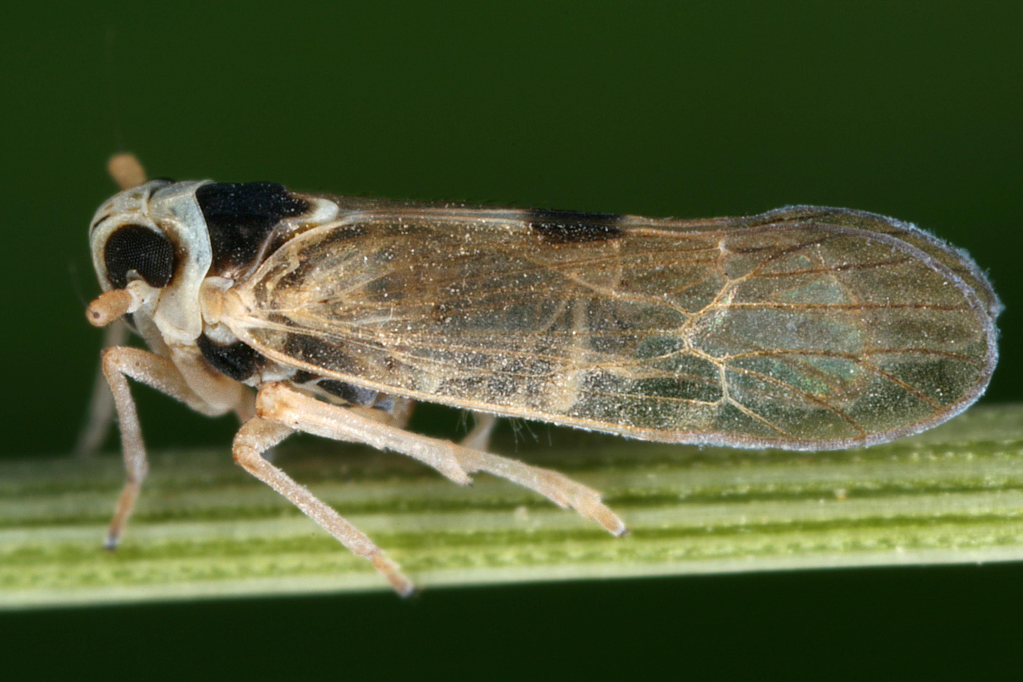 10092013120353 2032 art 1385 laodelphax striatella wander spornzikademm7.2