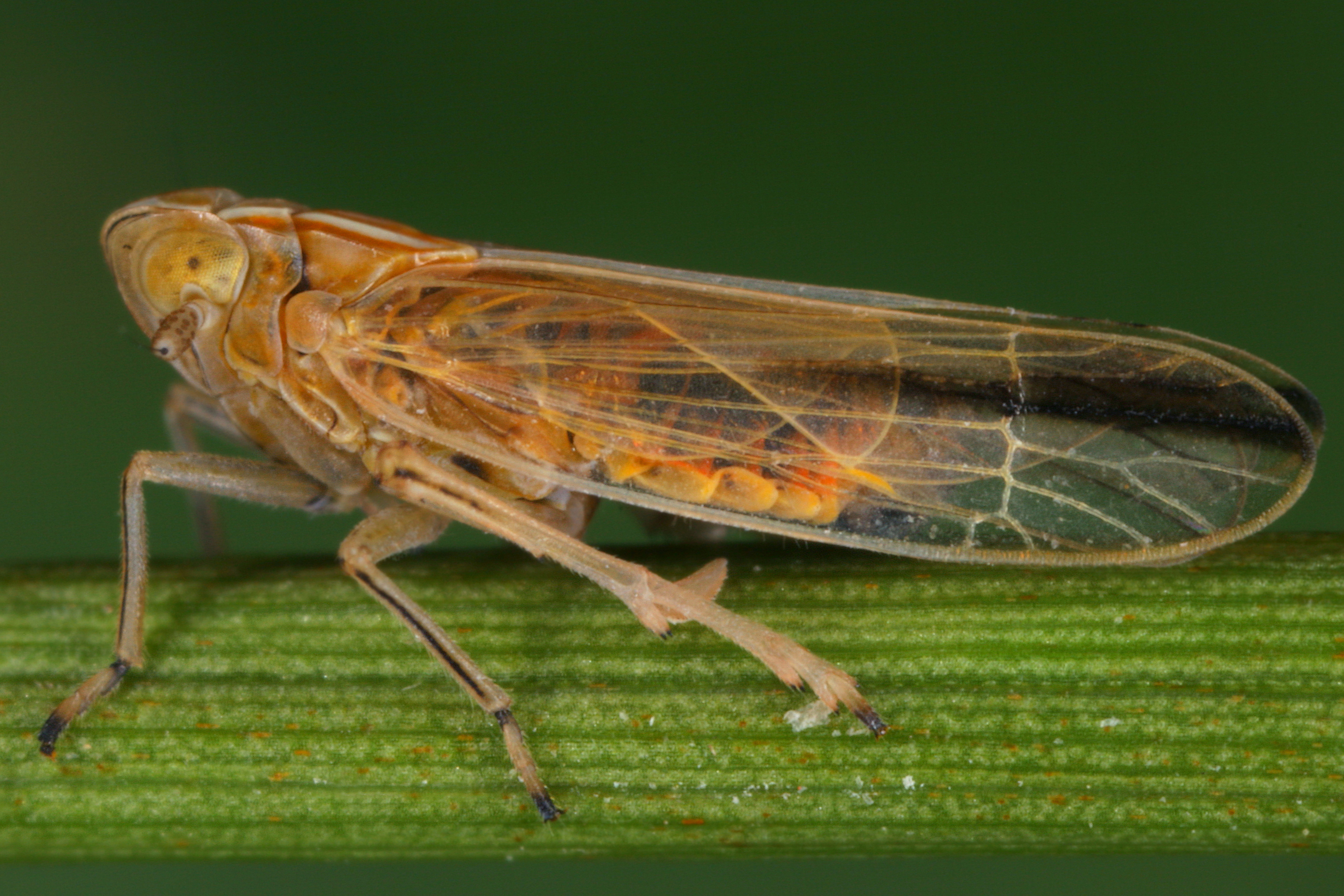 10092013122032 2034 art 1387 stenocranus major grose spornzikadem23.1