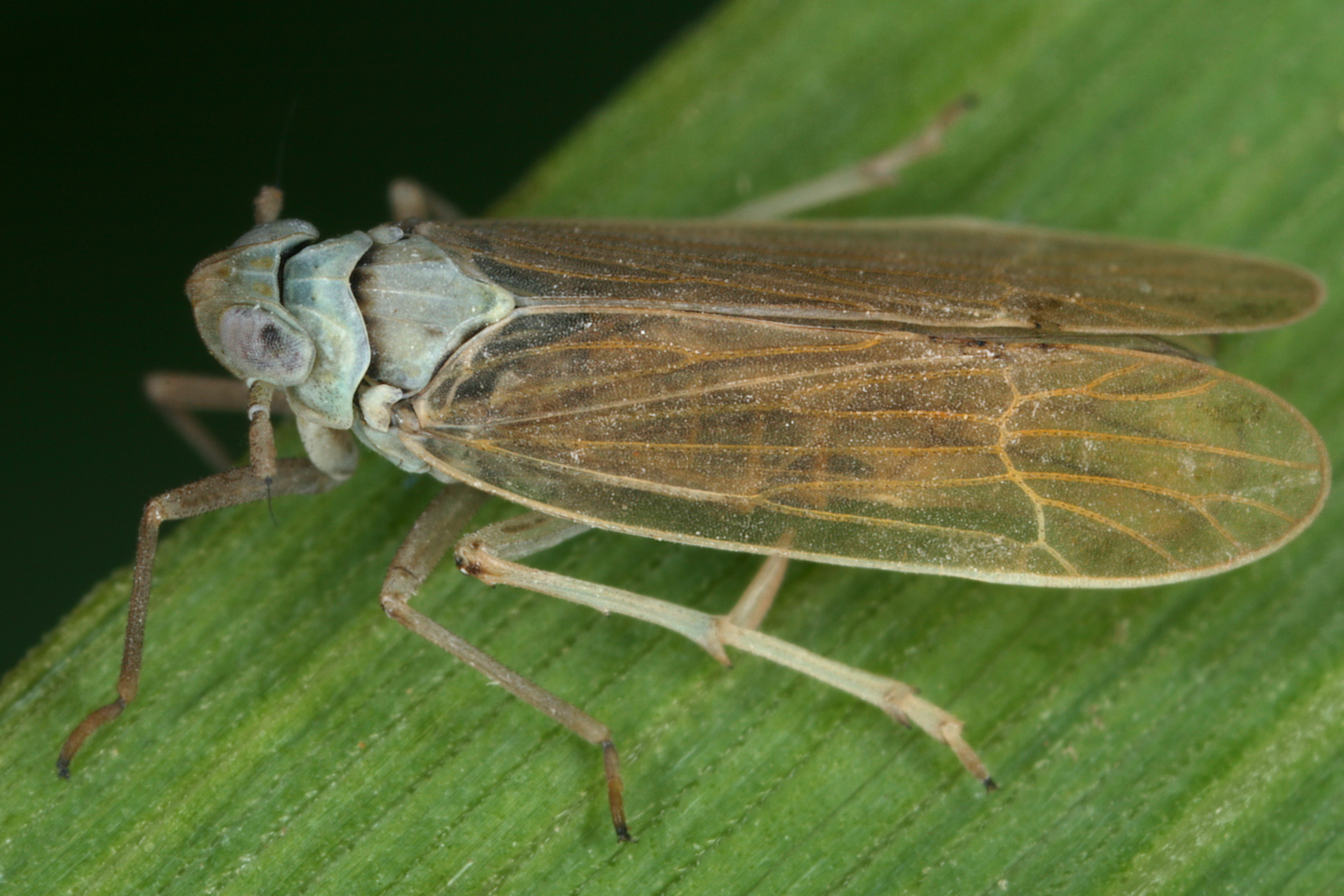 10092013131212 2037 art 1389 chloriona smaragdula smaragd schilfspornzikademm1.2