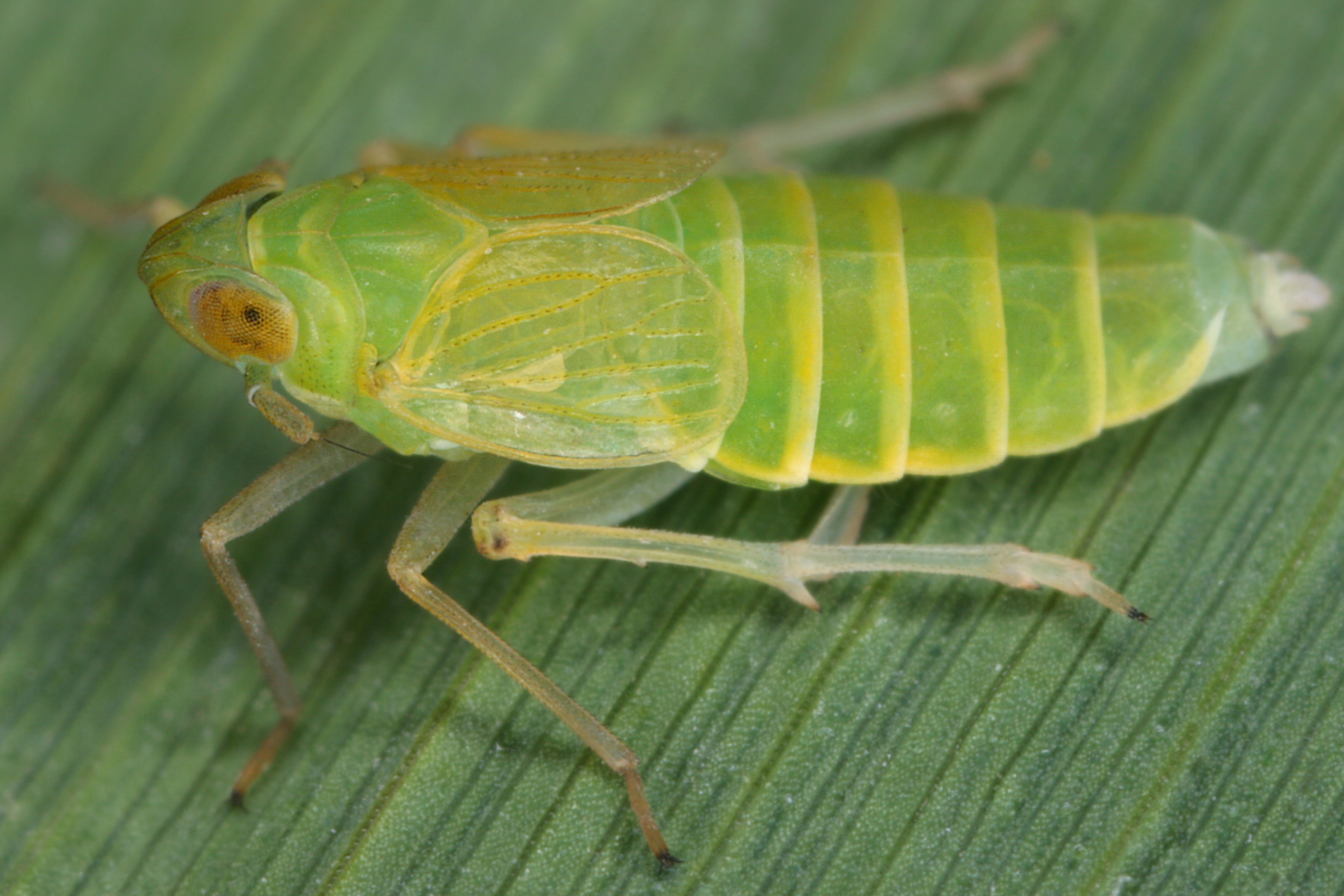10092013131423 2038 art 1389 chloriona smaragdula smaragd schilfspornzikadewb9.1