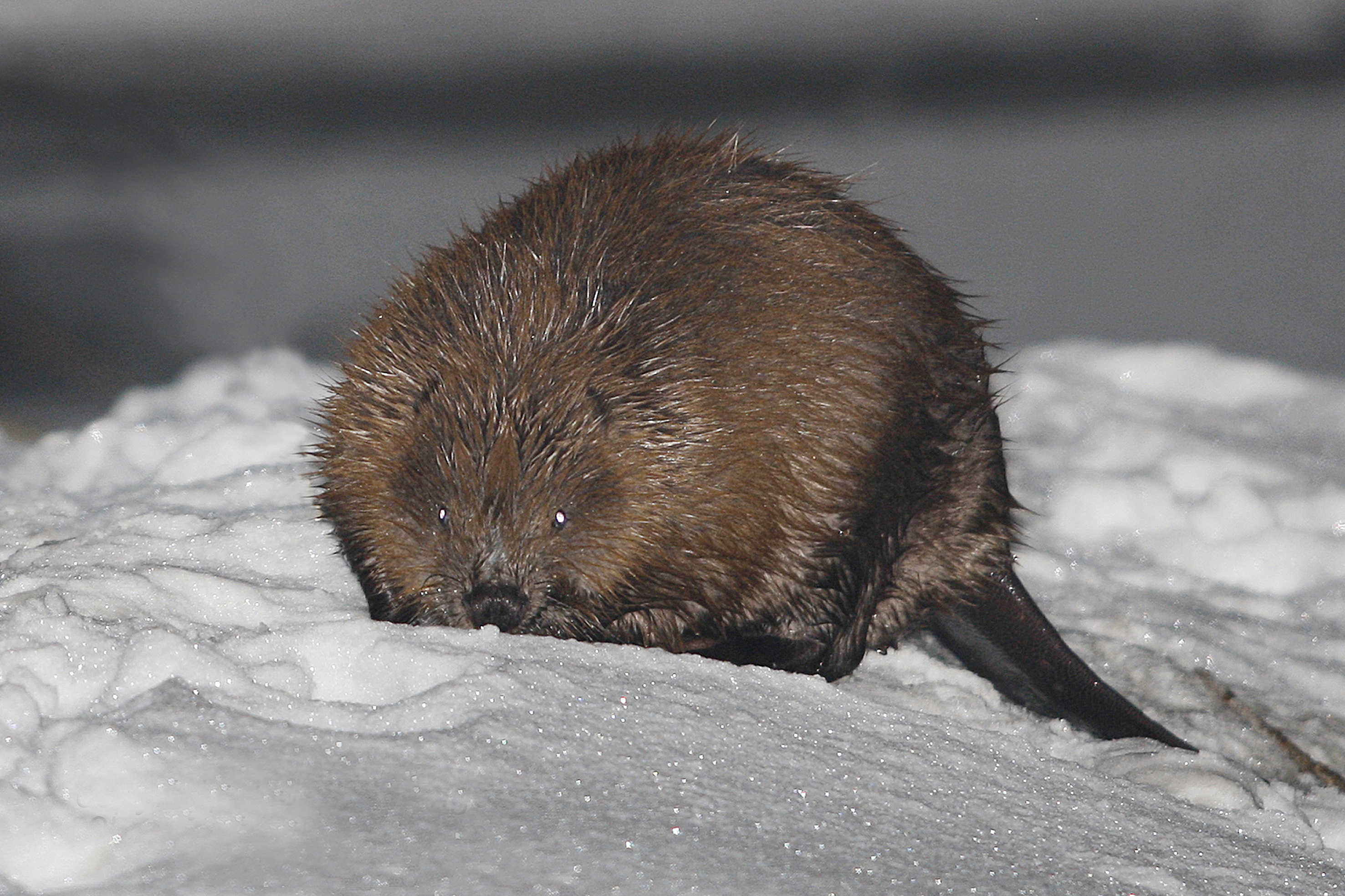 10092013170105 2040 art 981 hwk4486 foto alois absenger 31.01.2010 23h