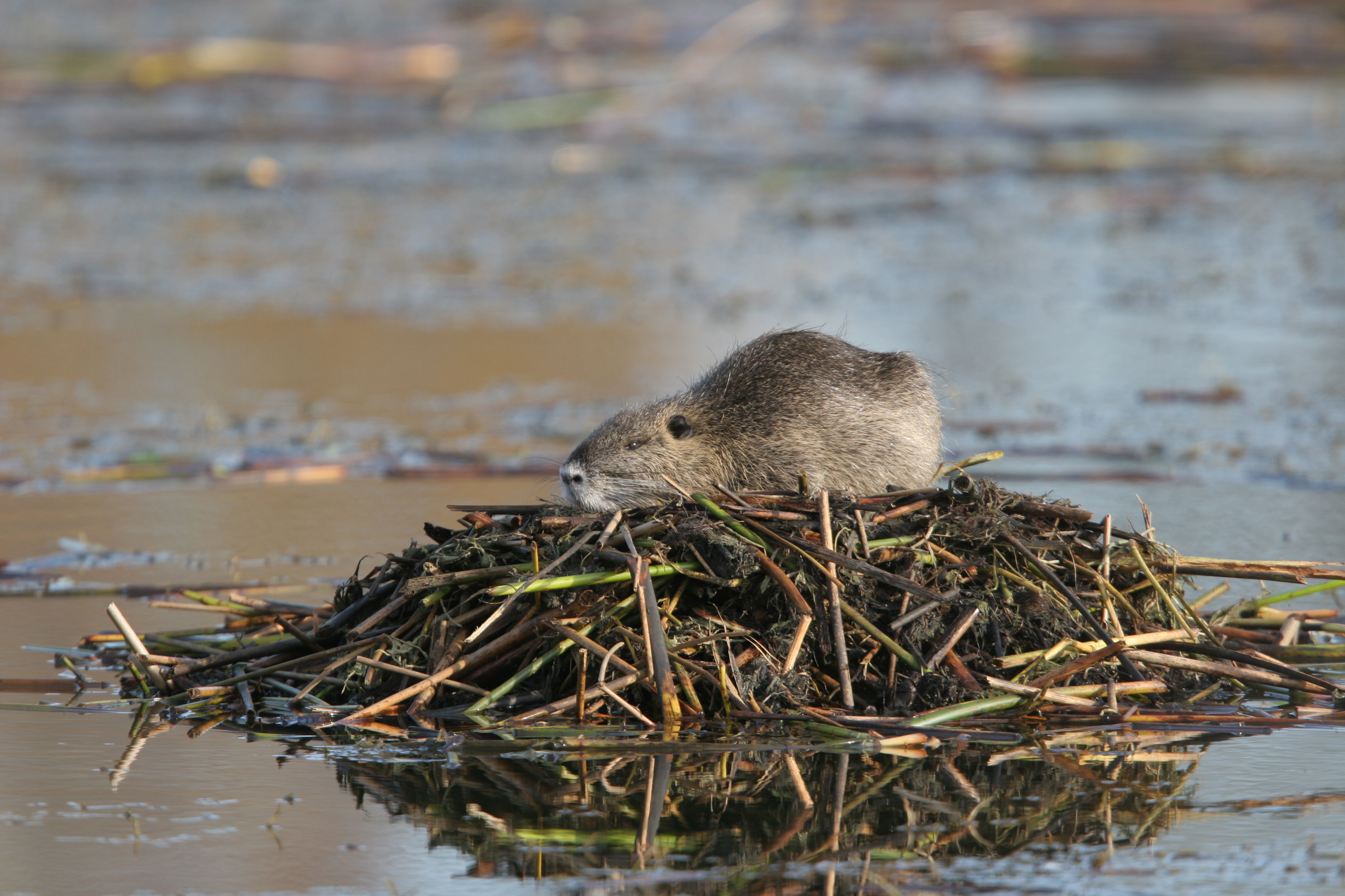 10092013170327 2041 art 982 img 0279 foto absenger