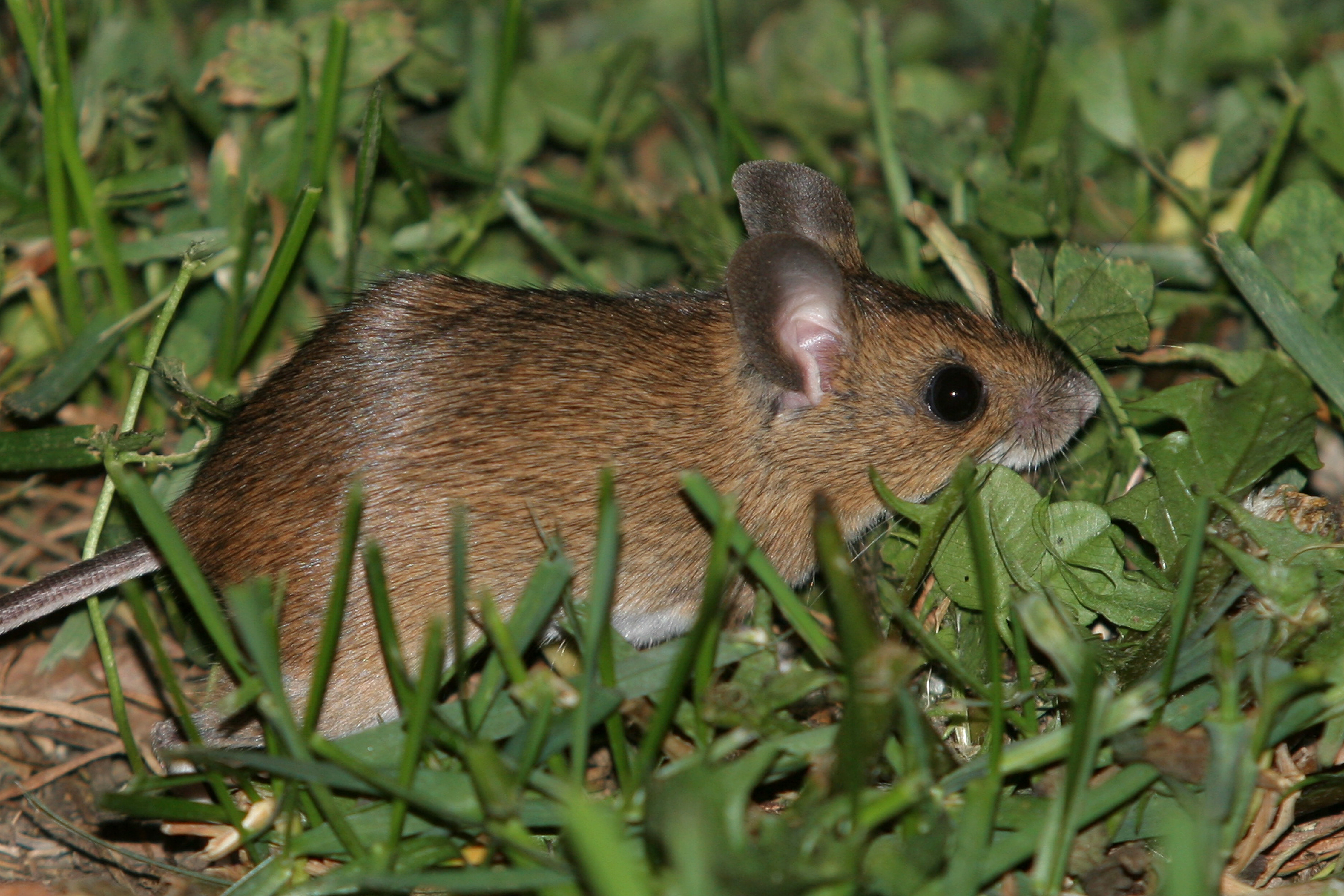 10092013170557 2042 art 992 img 0081foto absenger